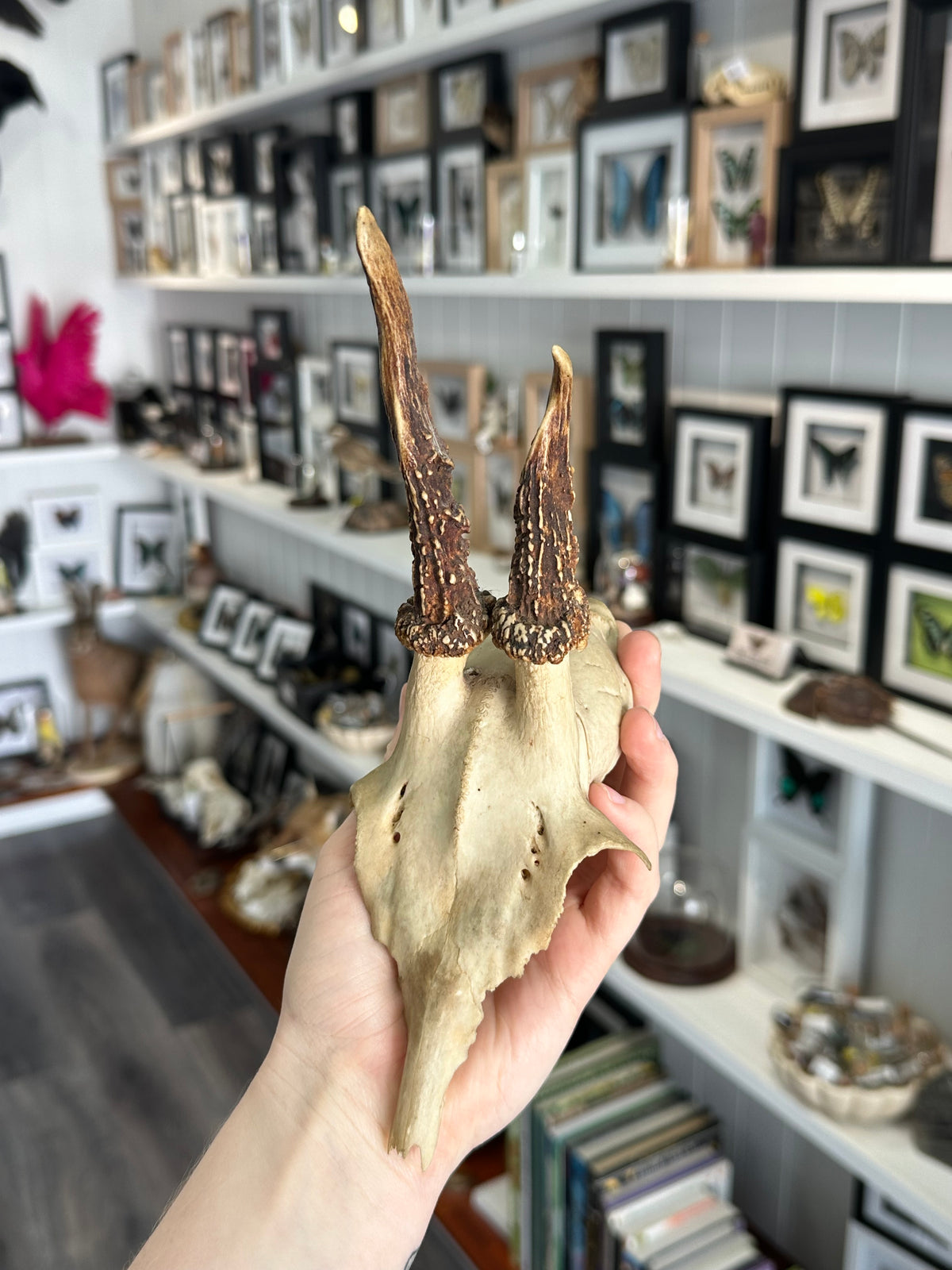 Roe Deer Skull Cap