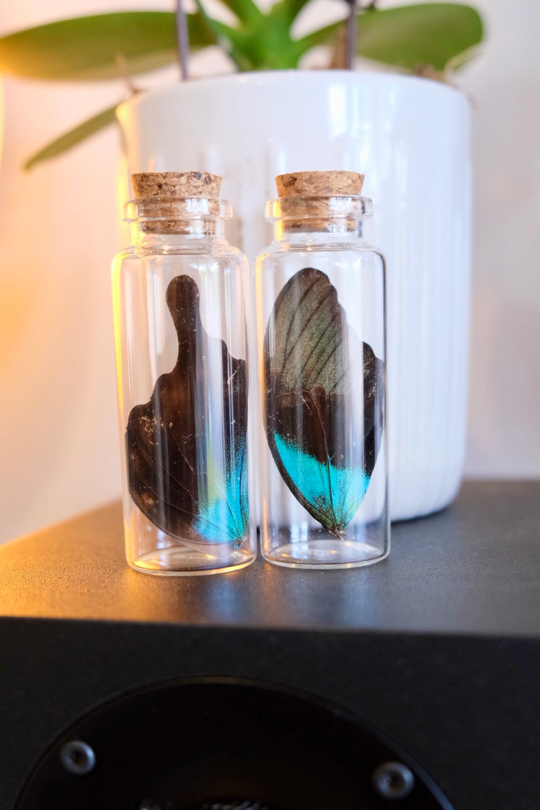 Papilio Peranthus Butterfly Wing in a jar