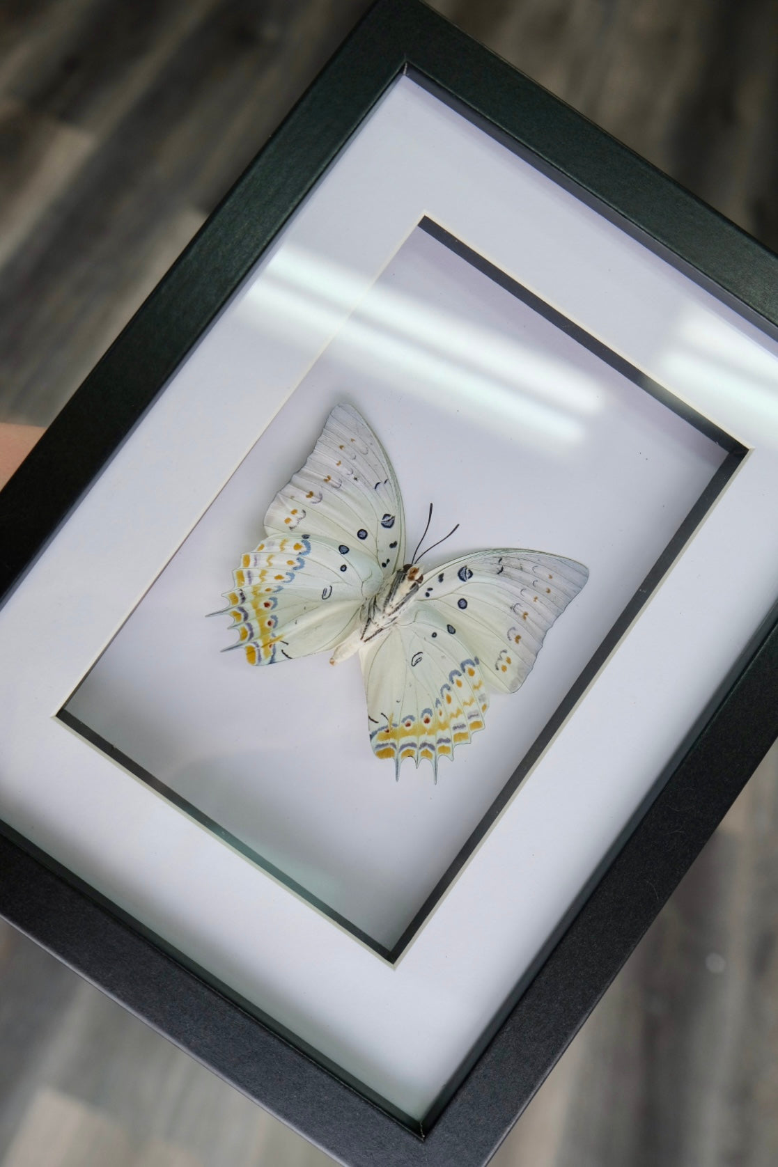 Polyura Delphis Concha Butterfly in a frame