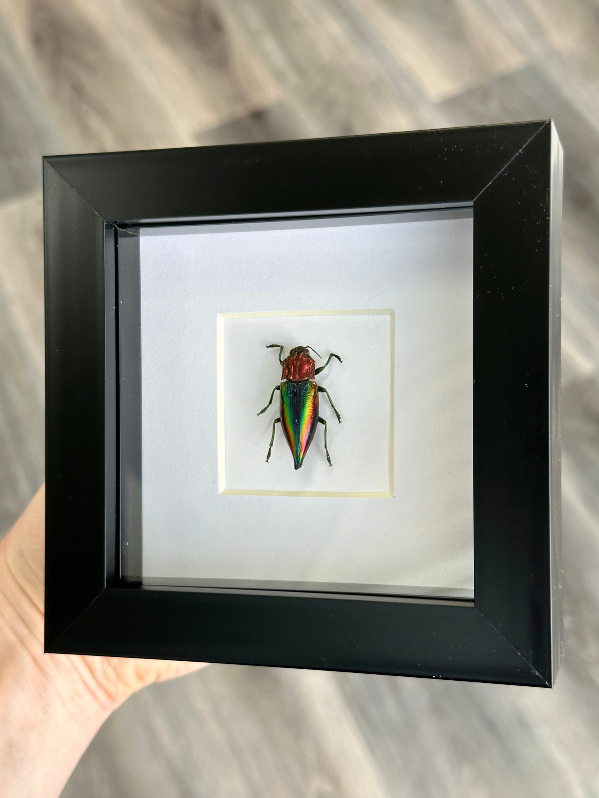 Coloured Jewel Beetle in a frame