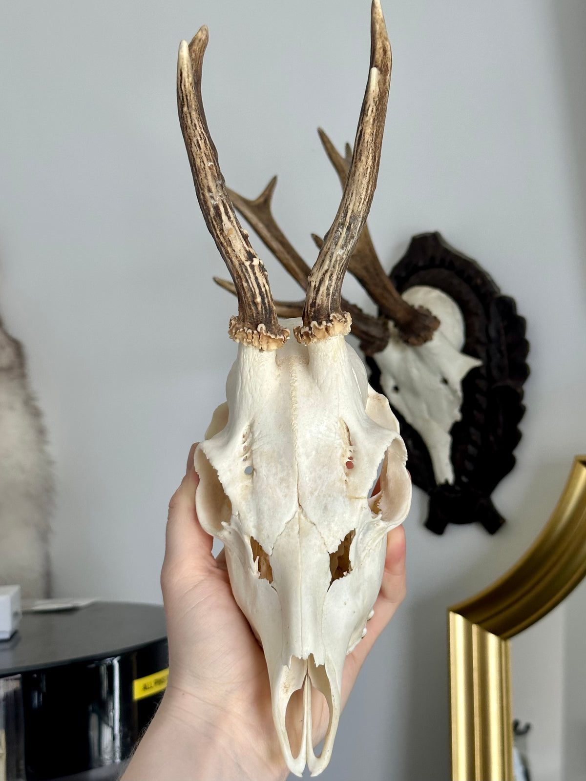Roe Deer Skull Top
