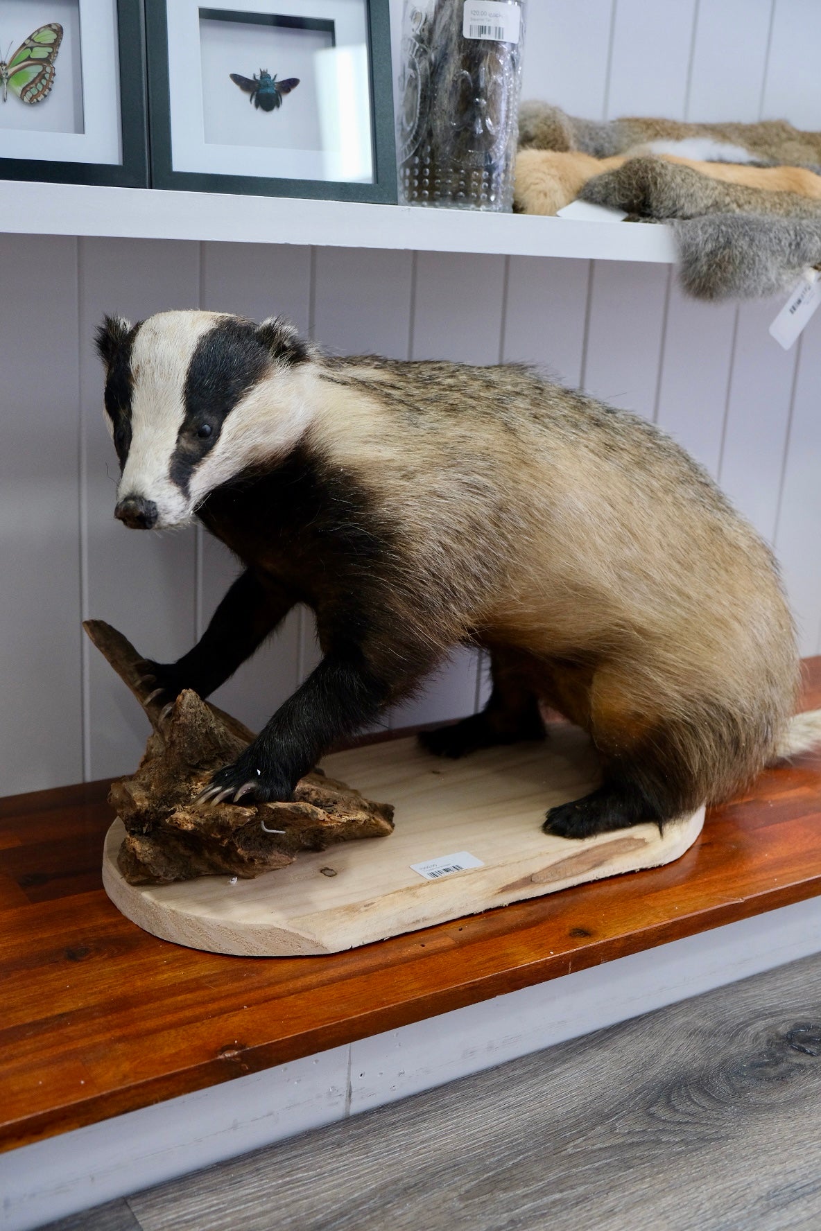 Taxidermy Badger | PICK UP ONLY
