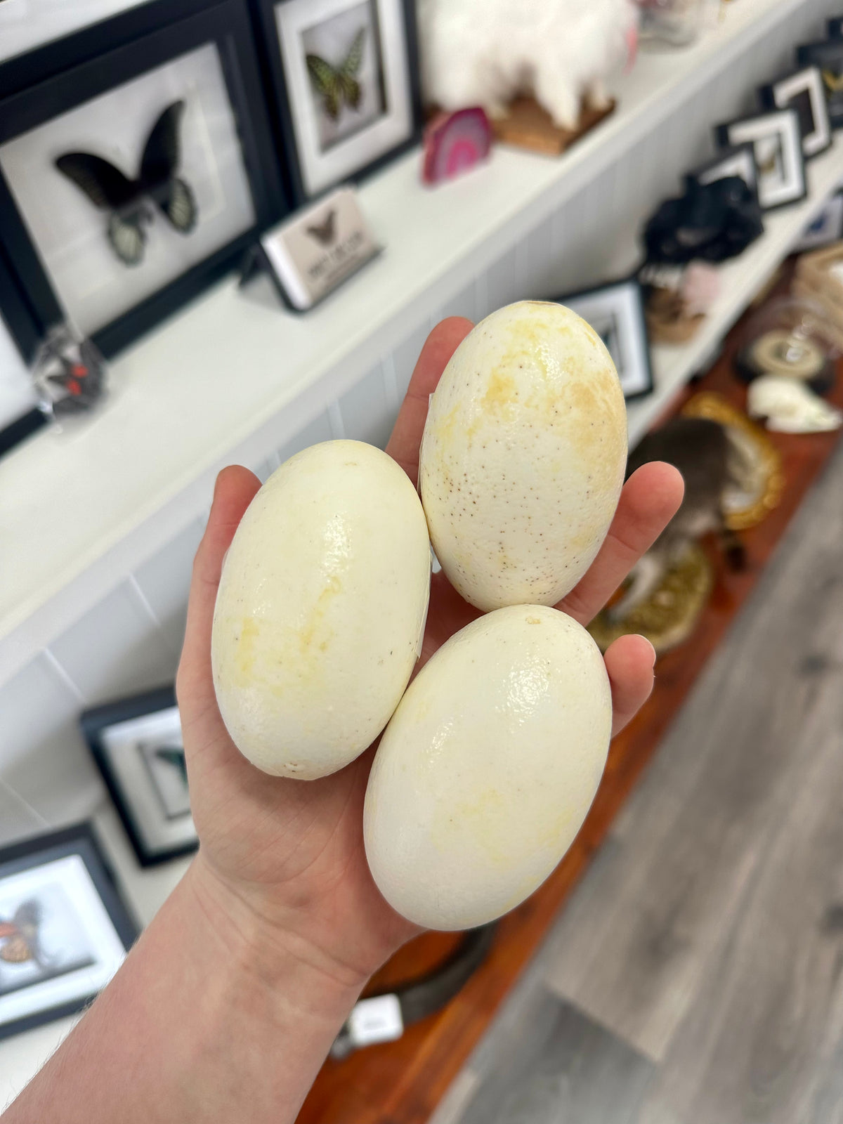 1 x Australian Crocodile Egg