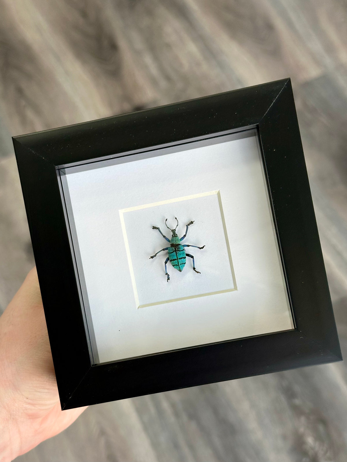 Weevil Beetle Sp. In a frame