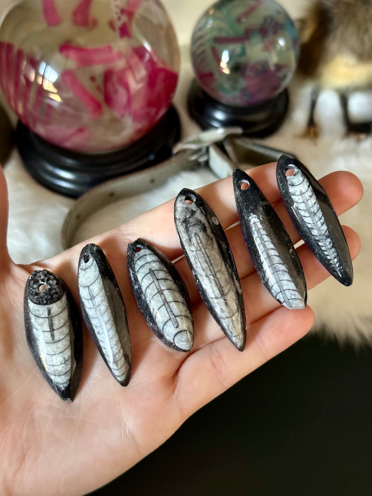 Orthoceras Fossil | Pre Drilled | Chipped | Randomly Selected