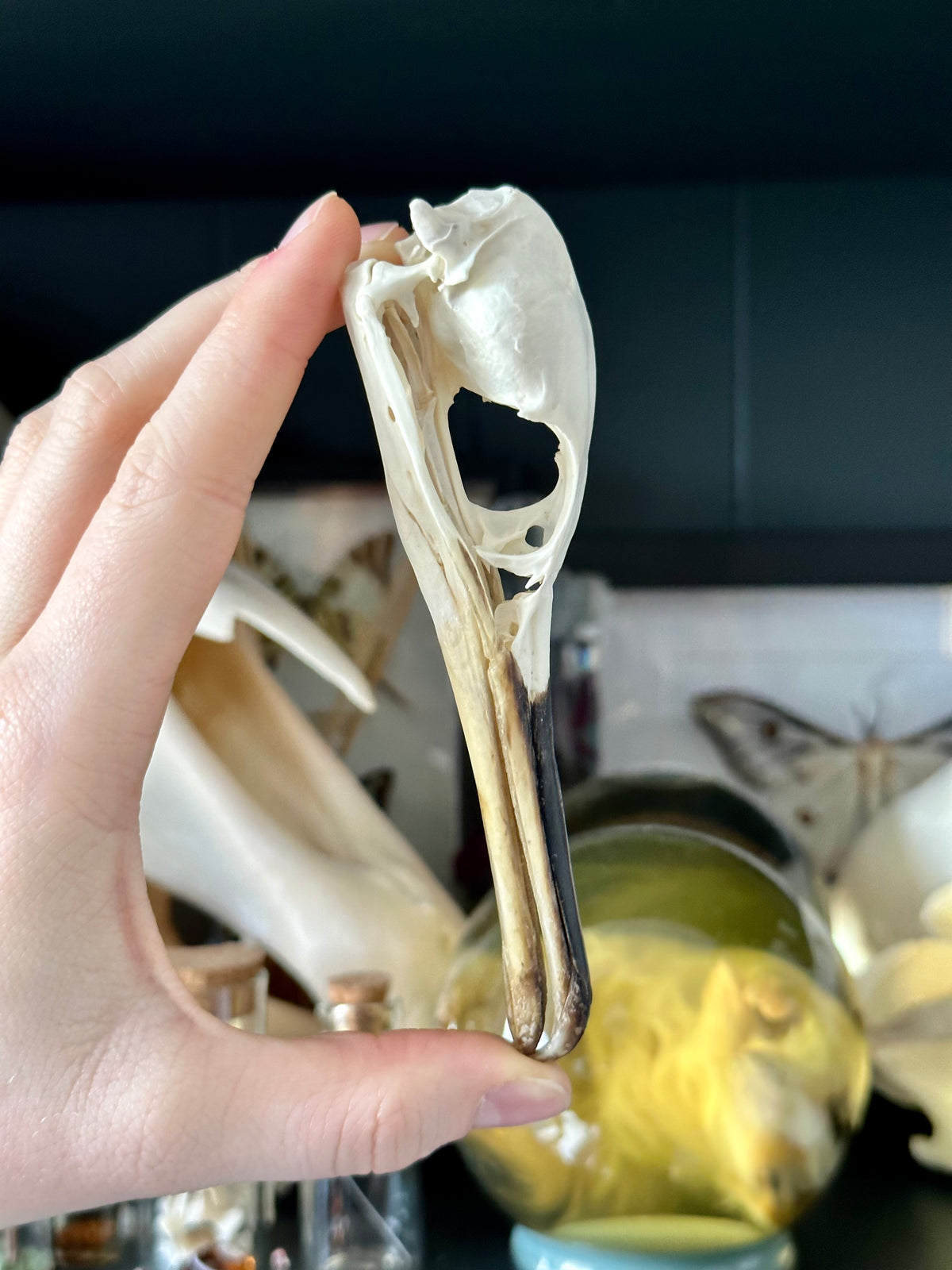 Shag Bird Skull | Phalacrocorax Aristotelis