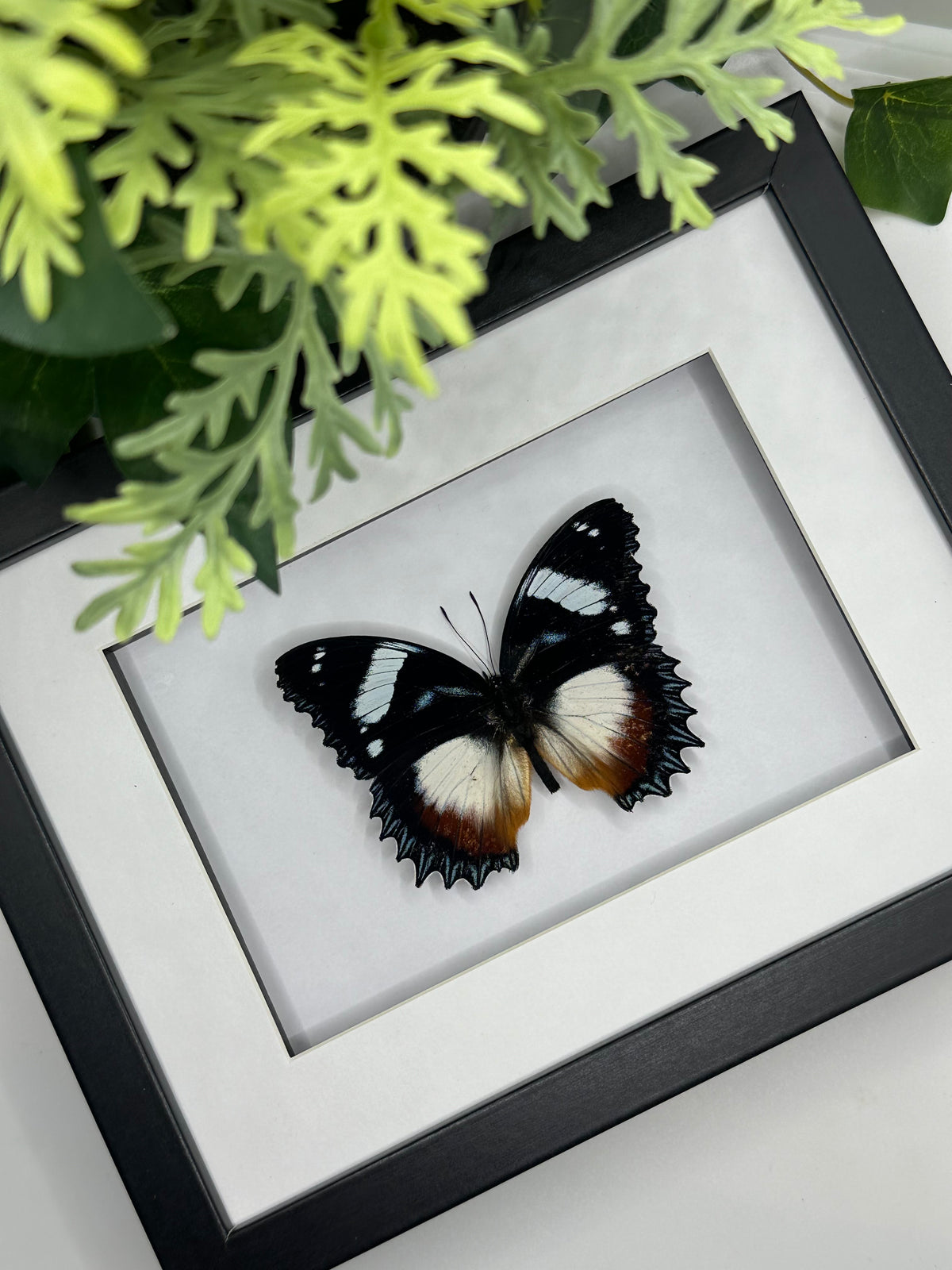 Madagascar Diadem Butterfly / Hypolimnas Dexithea in a frame