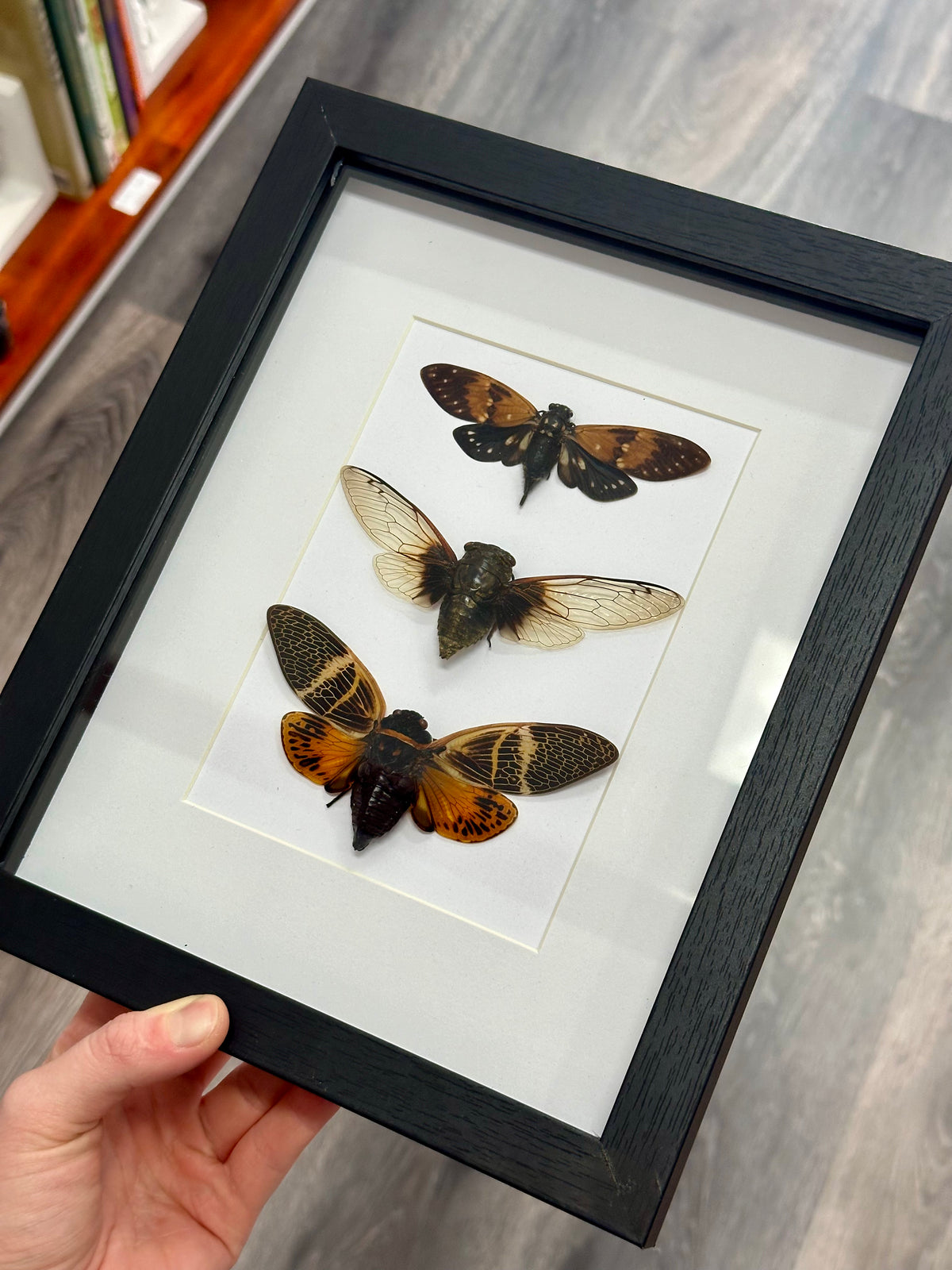 Autumn Cicada Trio frame