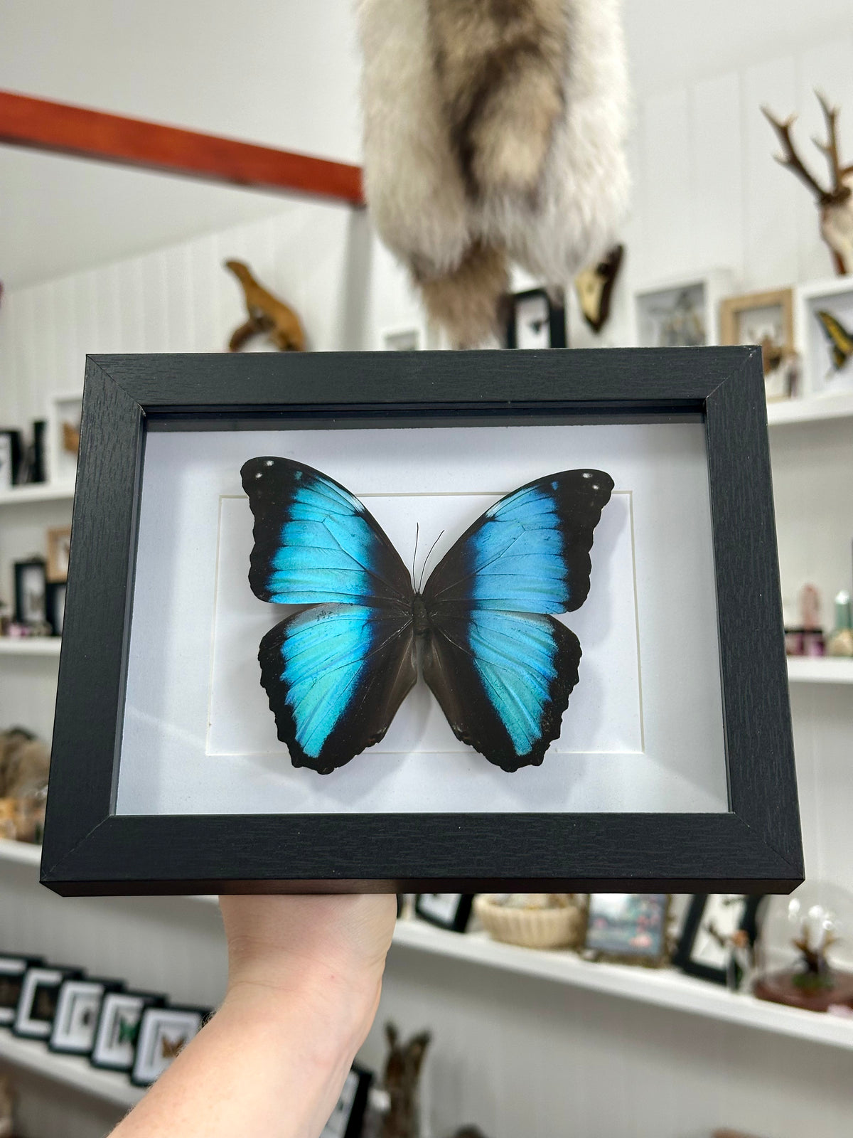 Blue Morpho Deidamia Butterfly in a frame | Landscape