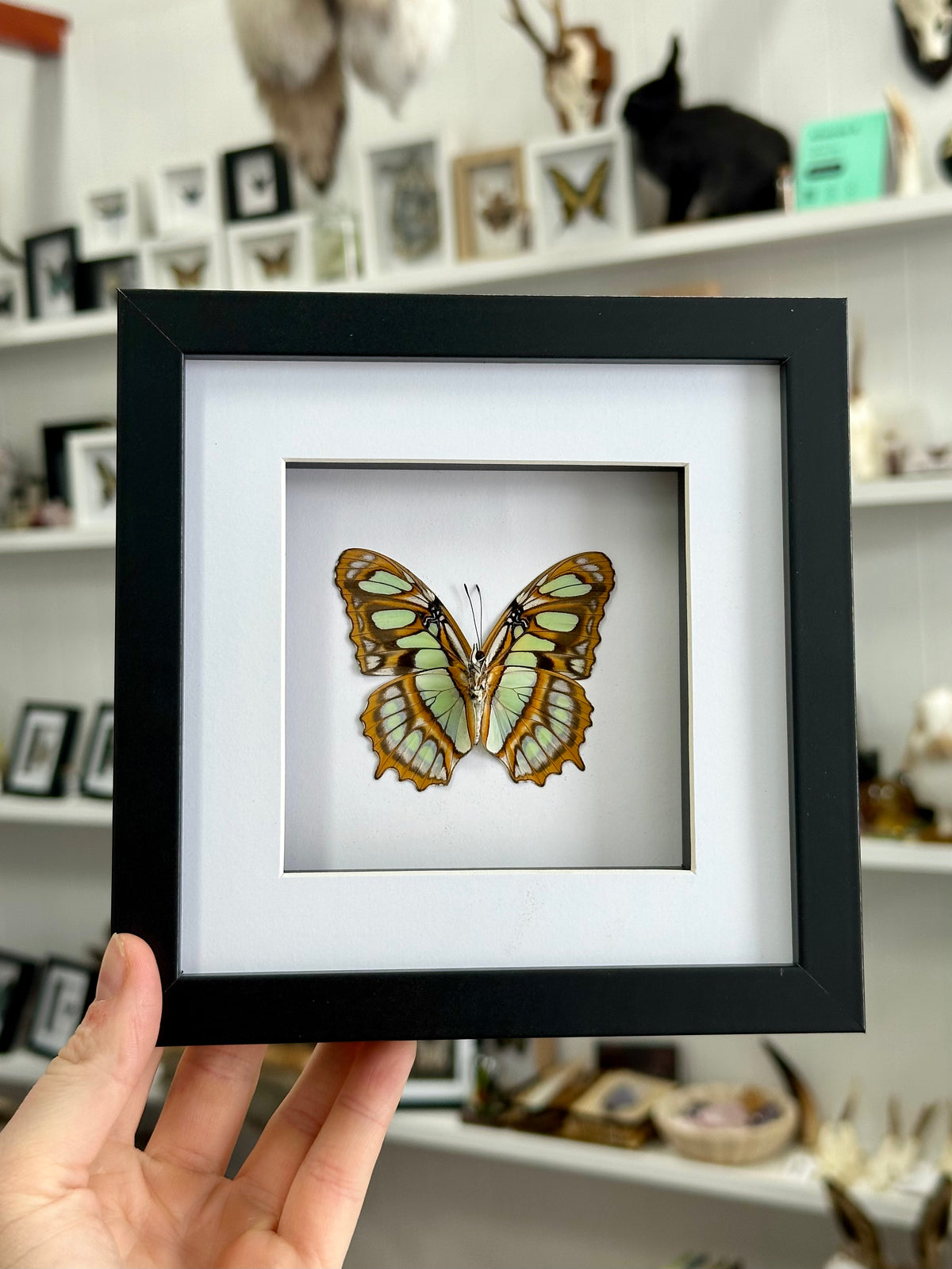Malachite butterfly / Siproeta Stelenes in a frame | Underside
