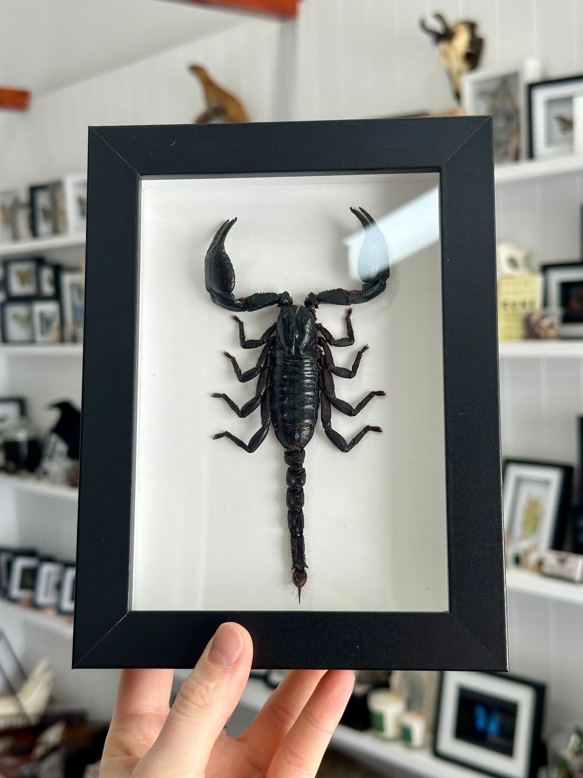Heterometreus Spinifer Scorpion in a frame