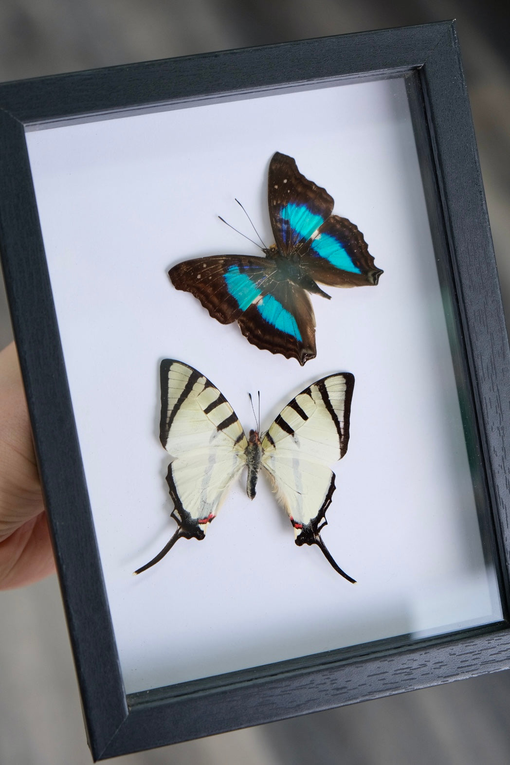 Turquoise Emperor & Eurytides Butterfly Duo Frame