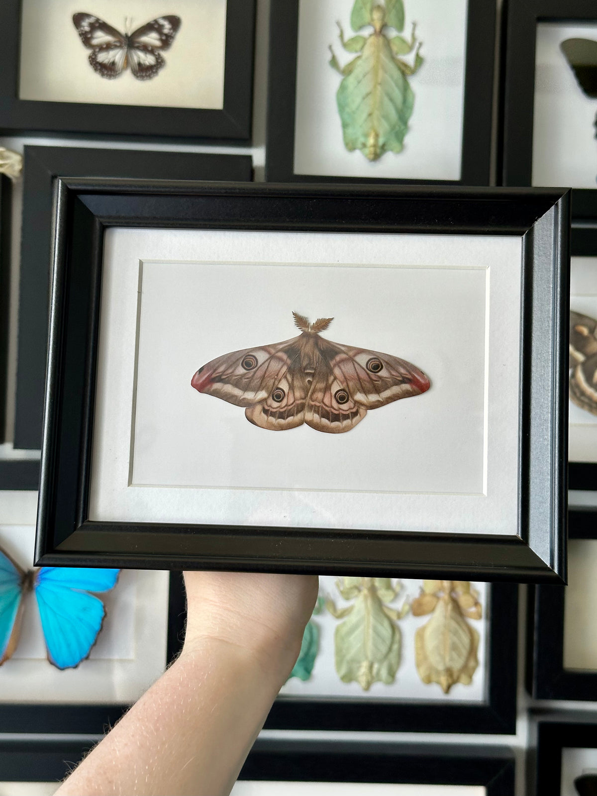 Small Emperor Moth |  VEGAN Paper Specimen *NOT REAL*