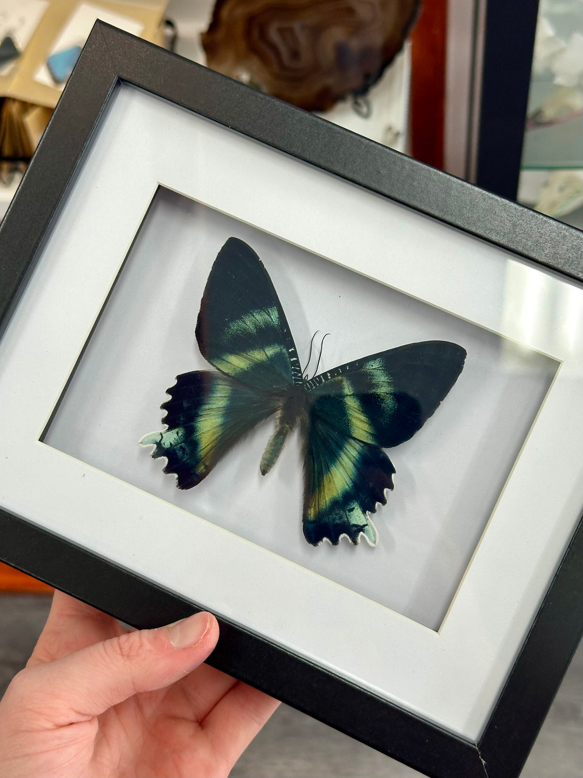 Alcides Orontes Moth in a frame