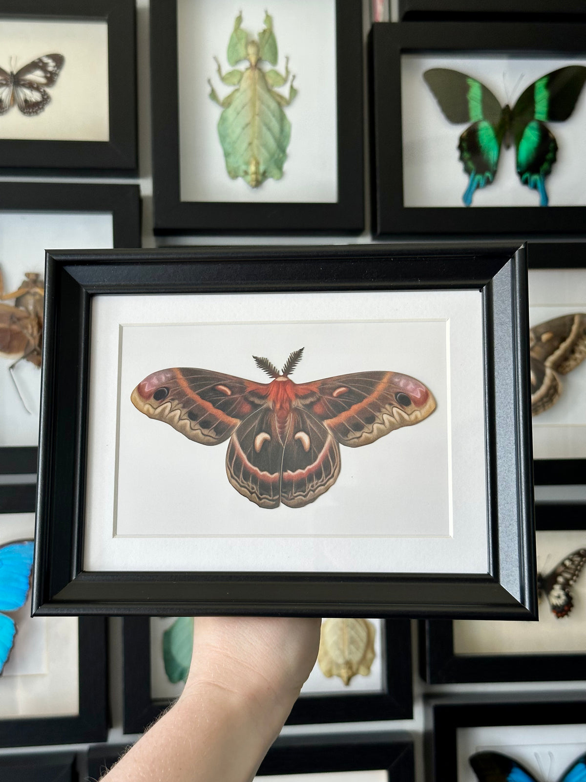 Larger Cecropia Moth | VEGAN Paper Specimen *NOT REAL*