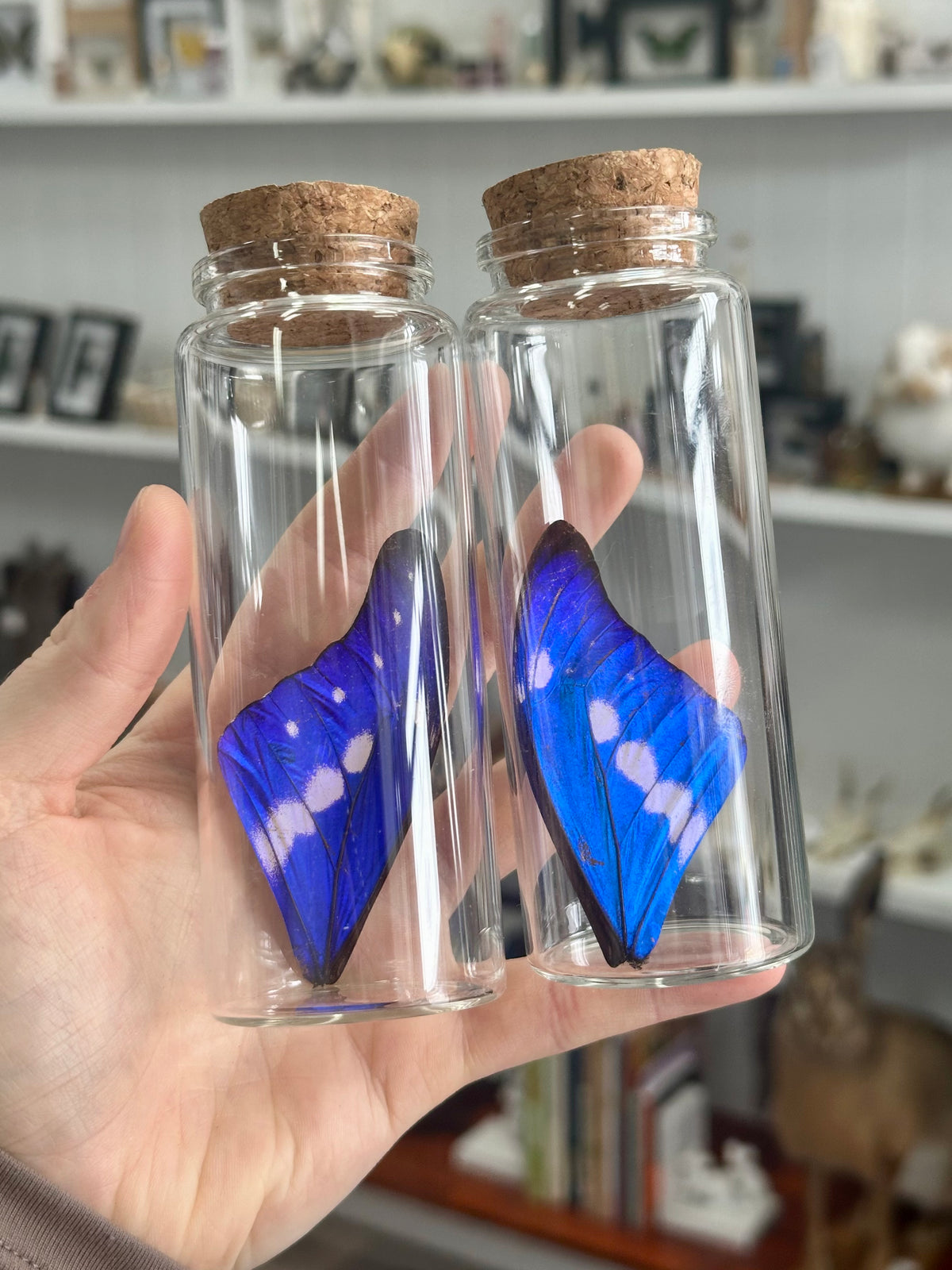 Morpho Rhetner Helena Butterfly Wing Jar