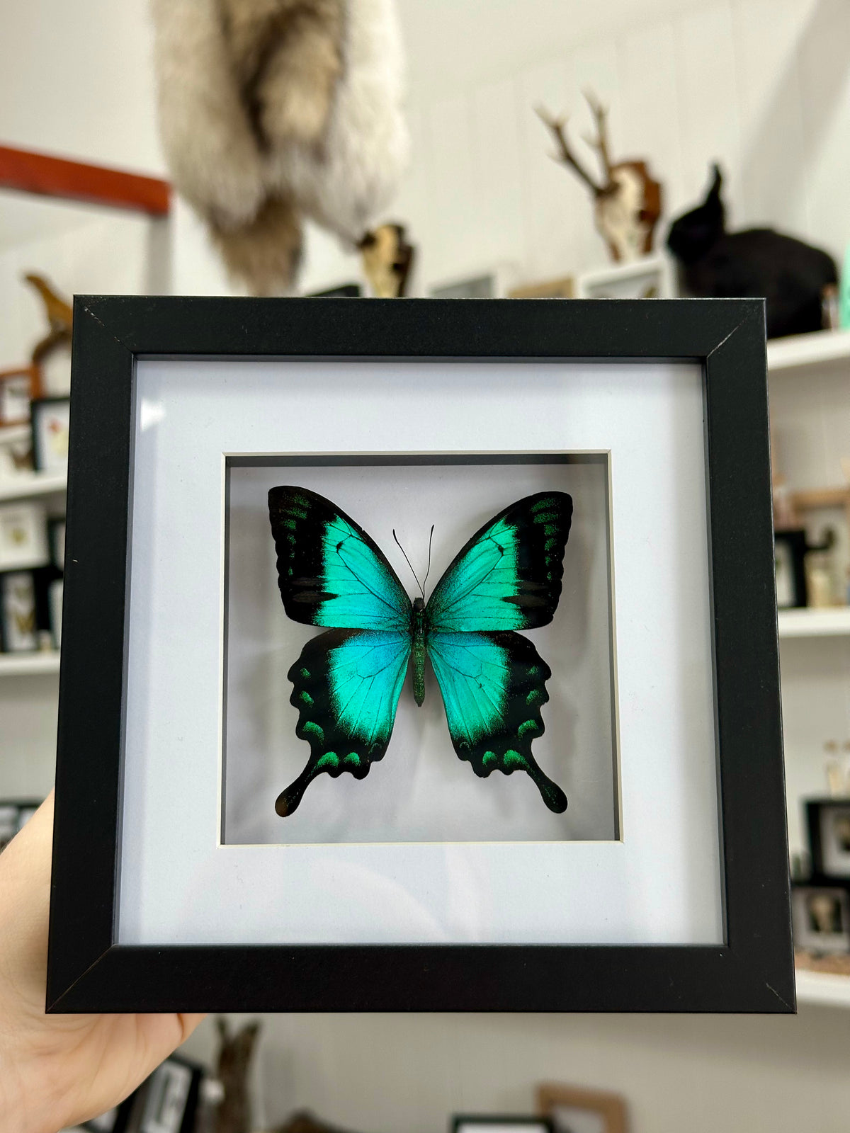 Sea Green Swallowtail / Papilio Lorquinianus Albertisi in a frame