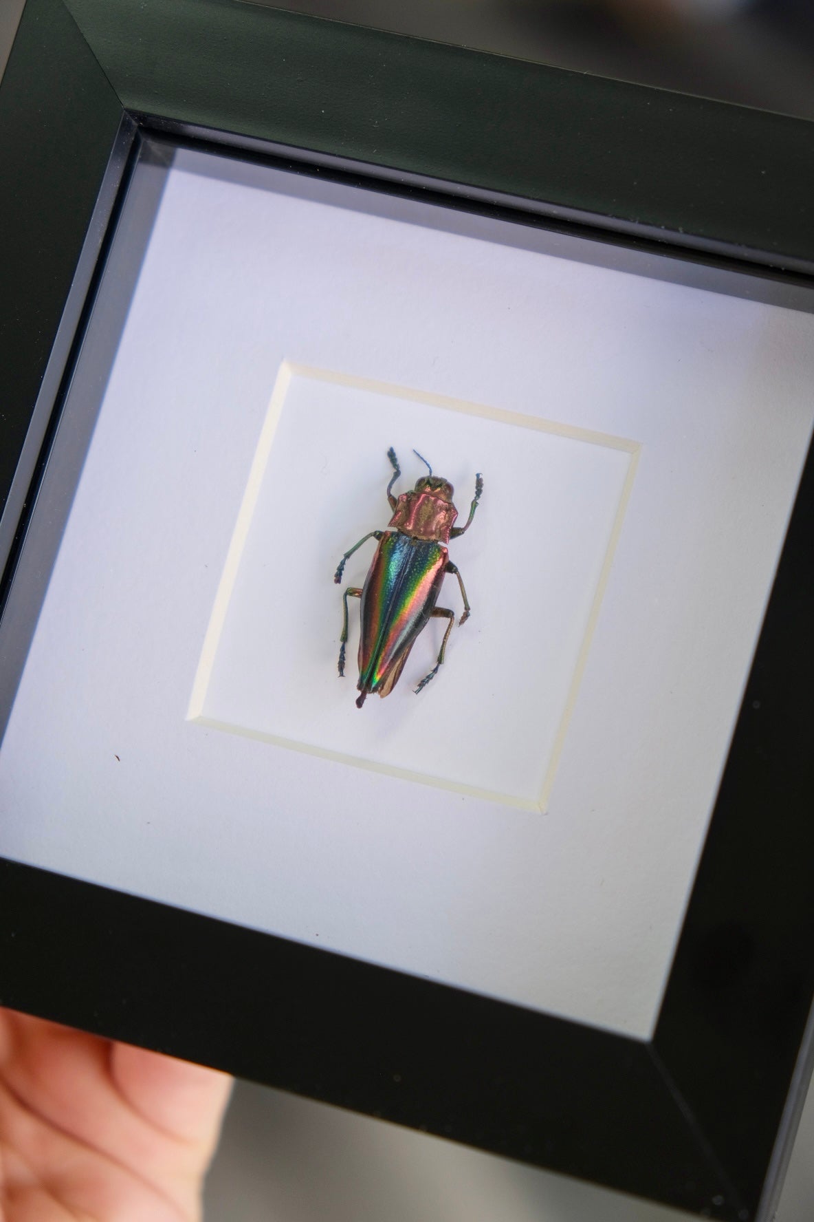 Coloured Jewel Beetle in a frame