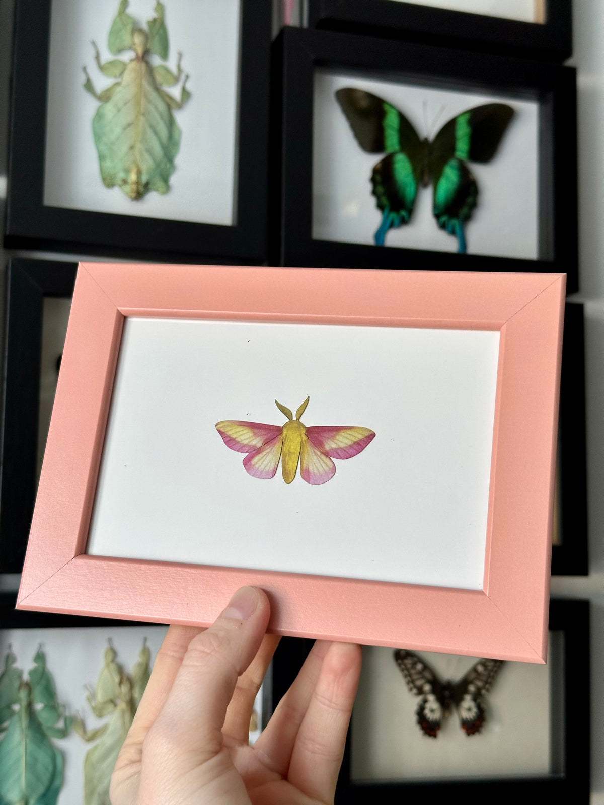 Rosy Maple Moth / Dryocampa Rubicunda | VEGAN Paper Specimen *NOT REAL*