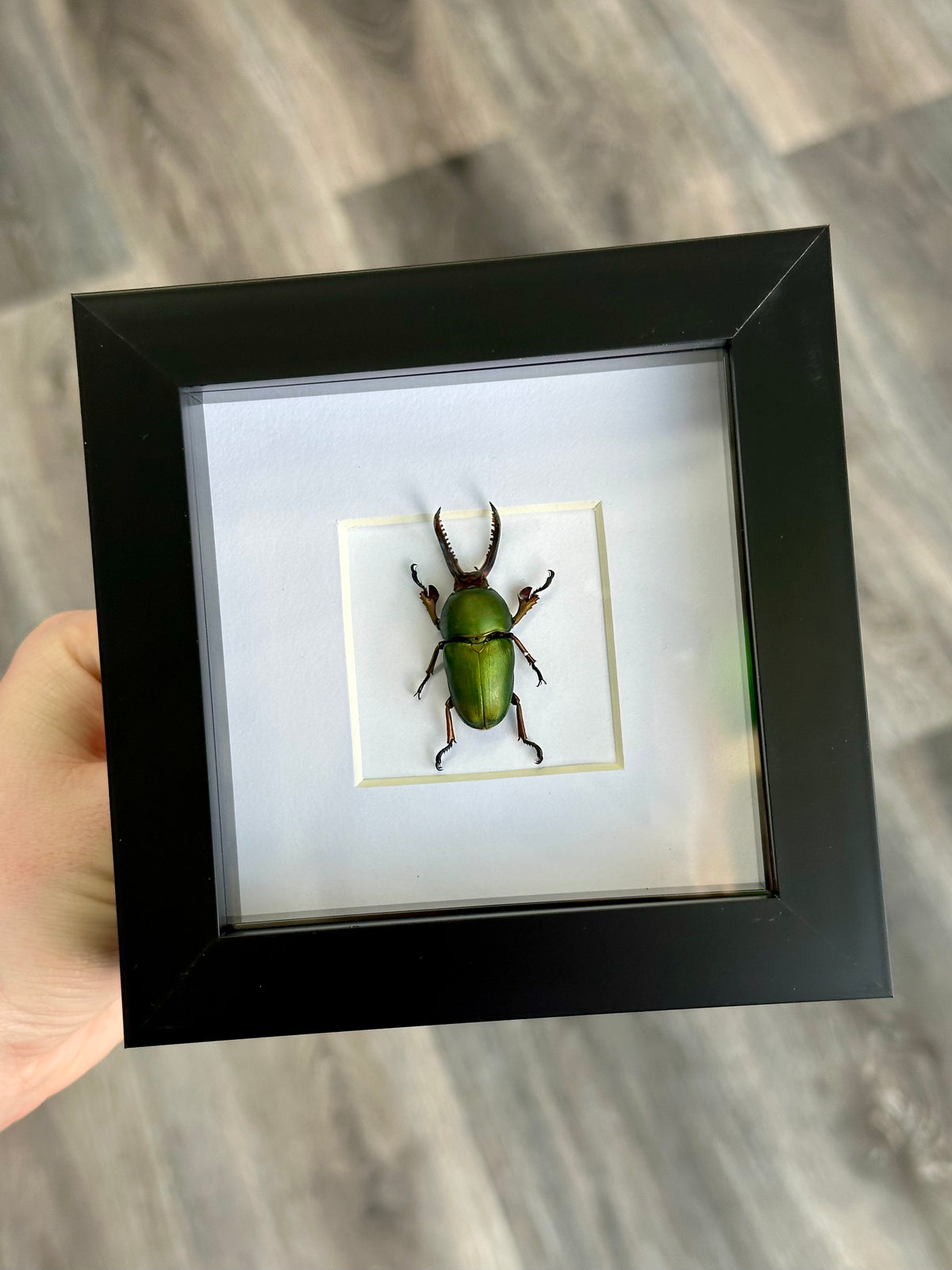 Saw-Tooth Stag Beetle / Lamprima Adolphinae in a frame | Unspread