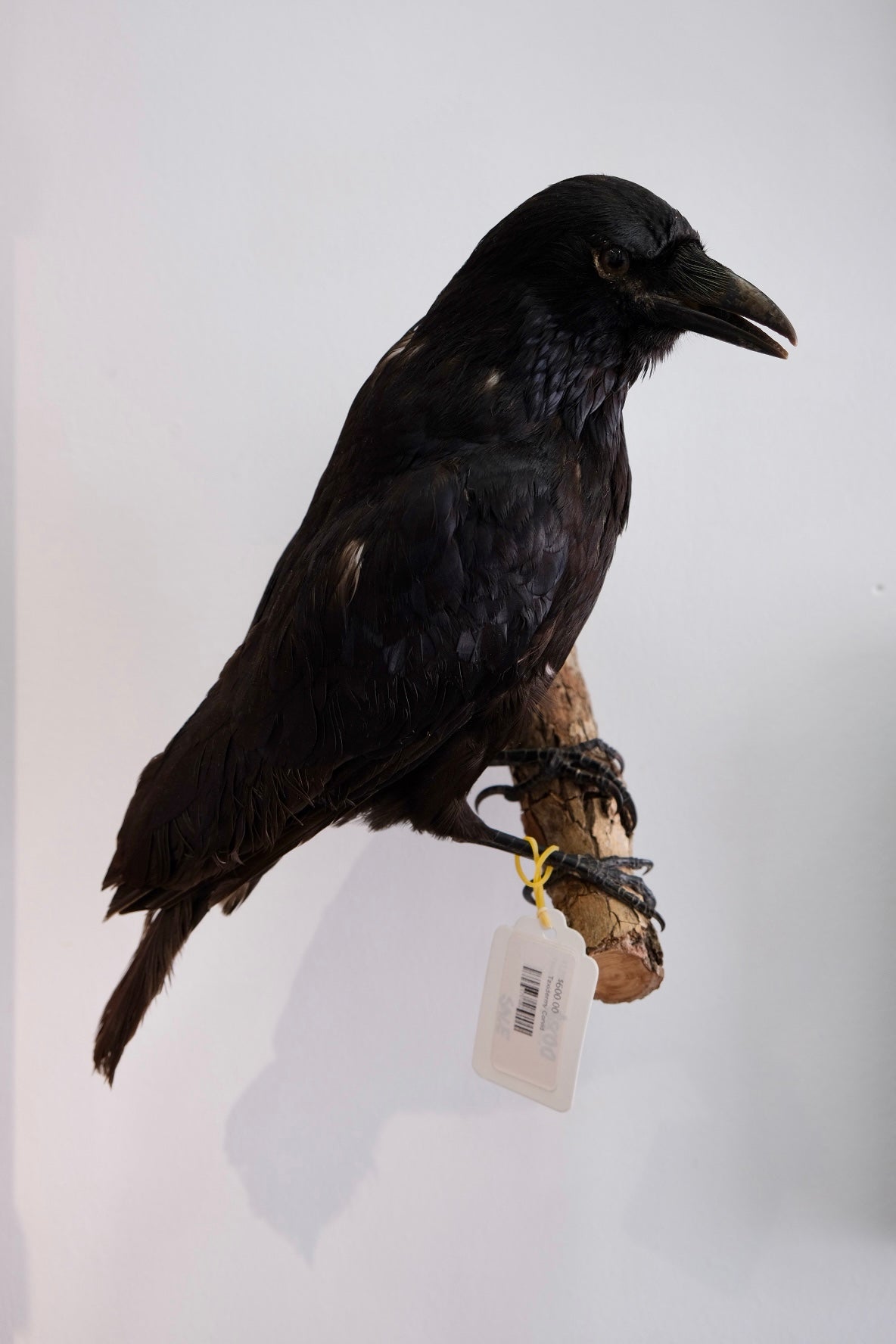 “Marco” Taxidermy Crow | Wall Mounted