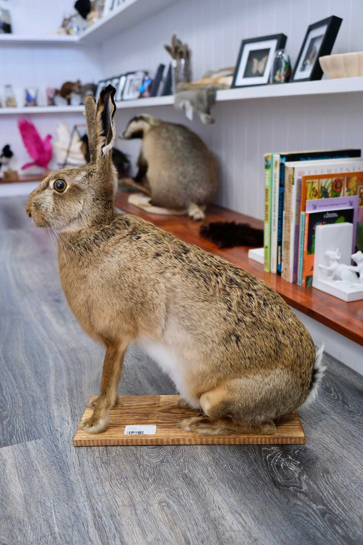 Taxidermy Hare | PICK UP ONLY