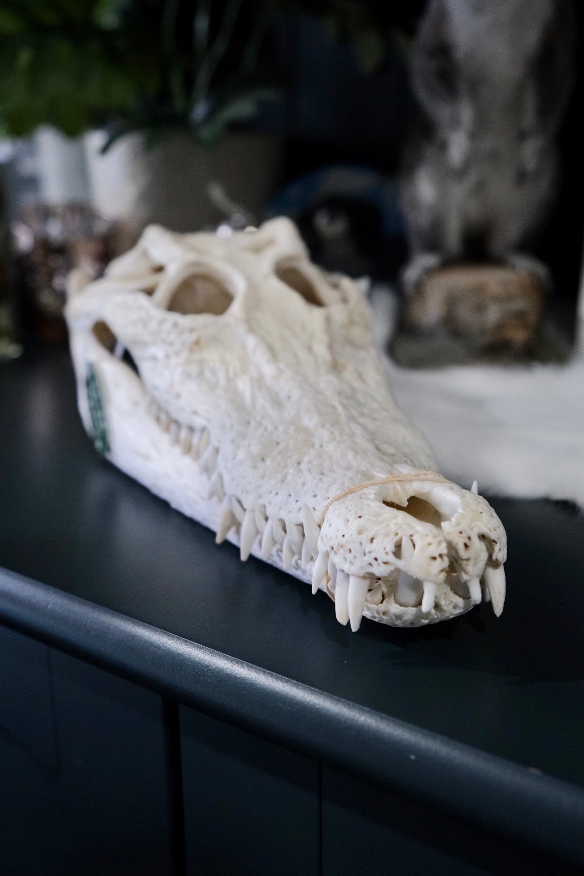 Australian Crocodile Skull