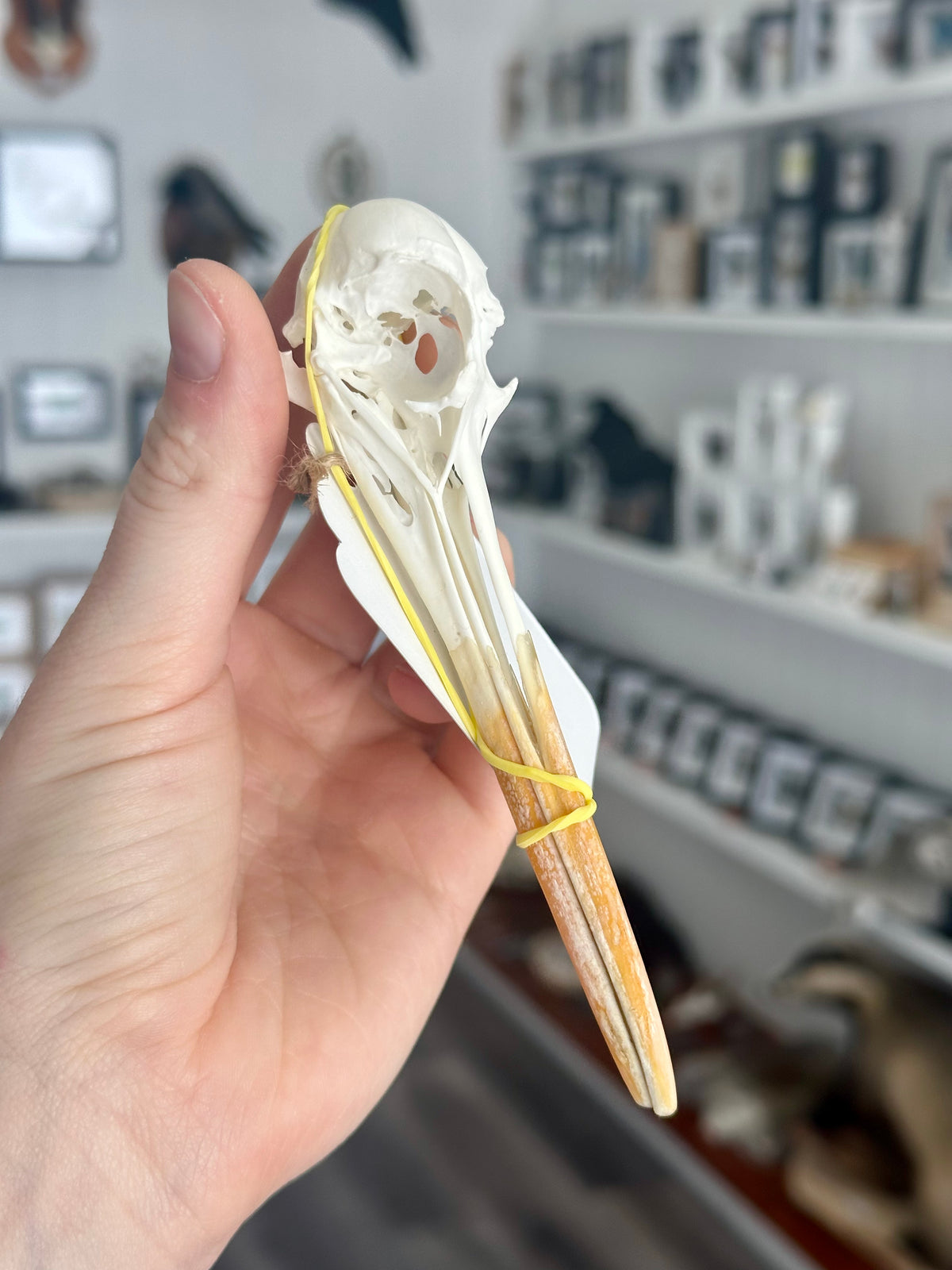 Oystercatcher Bird Skull