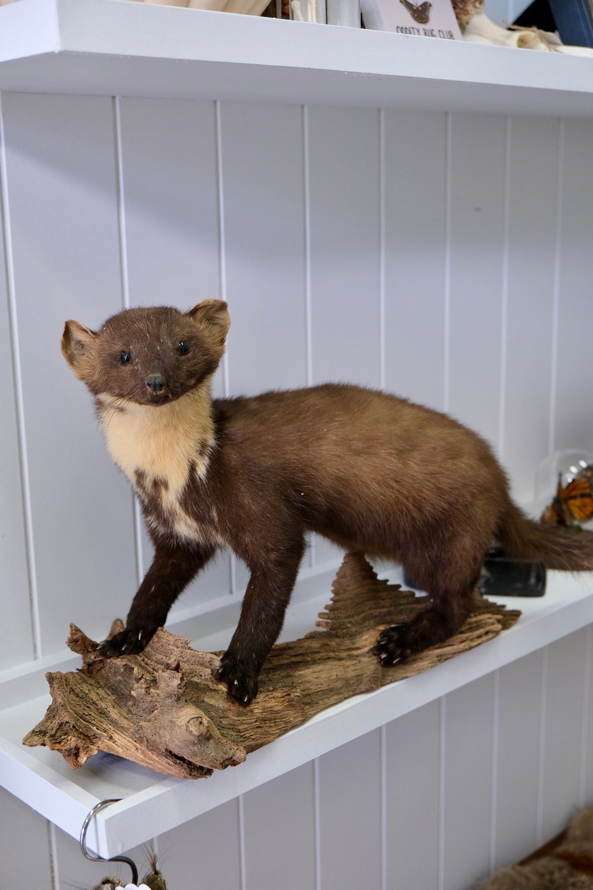 Taxidermy Marten | PICK UP ONLY