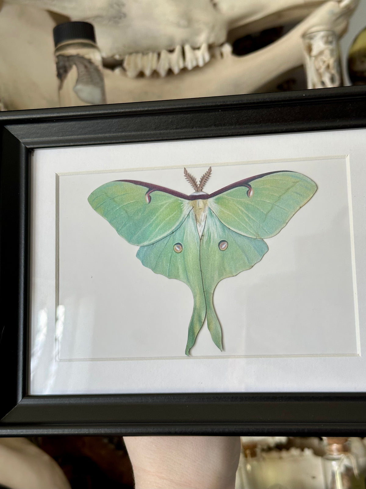 Luna Moth / Actias Luna | VEGAN Paper Specimen *NOT REAL*