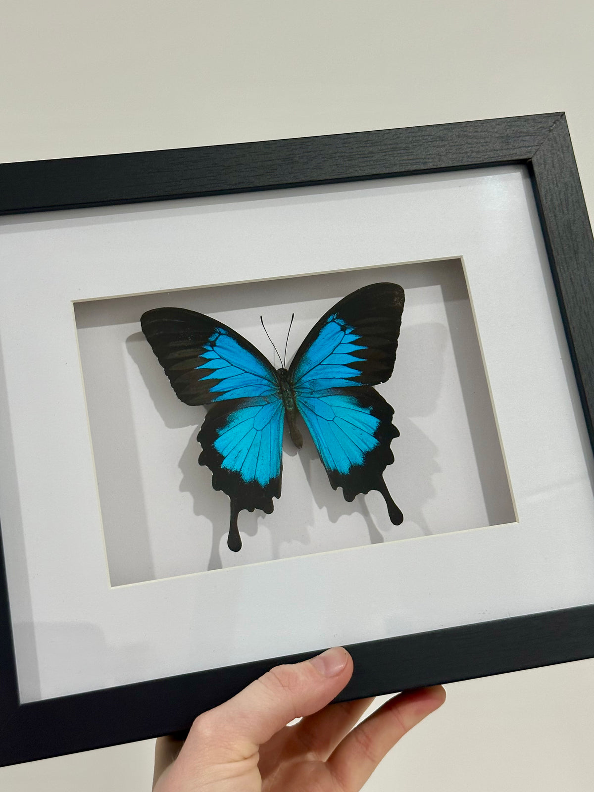 Papilio Ulysses / Blue Emperor Swallowtail Butterfly in a larger frame