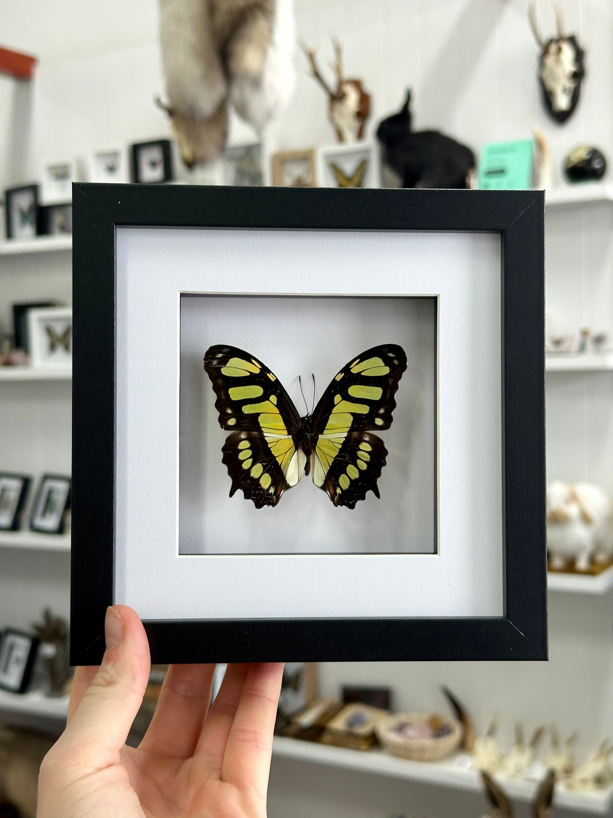 Malachite butterfly / Siproeta Stelenes in a frame