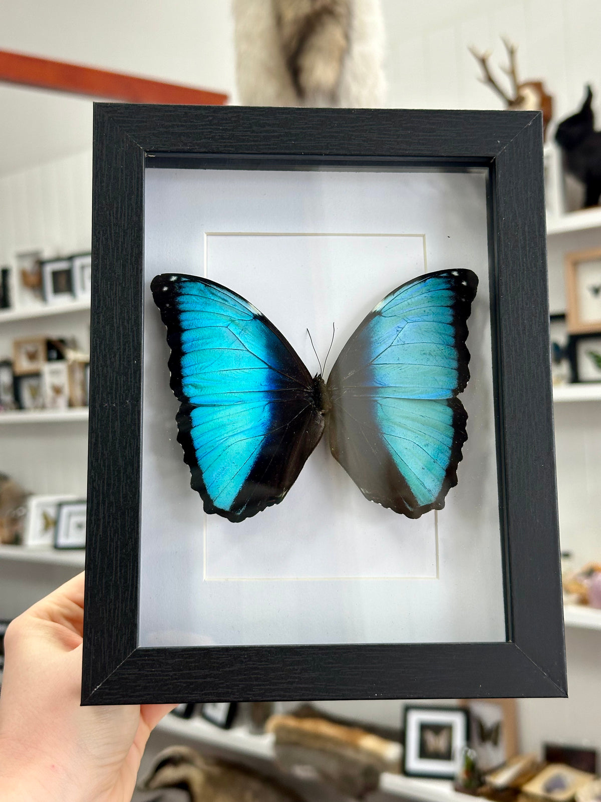 Blue Morpho Deidamia Butterfly in a frame | Portrait