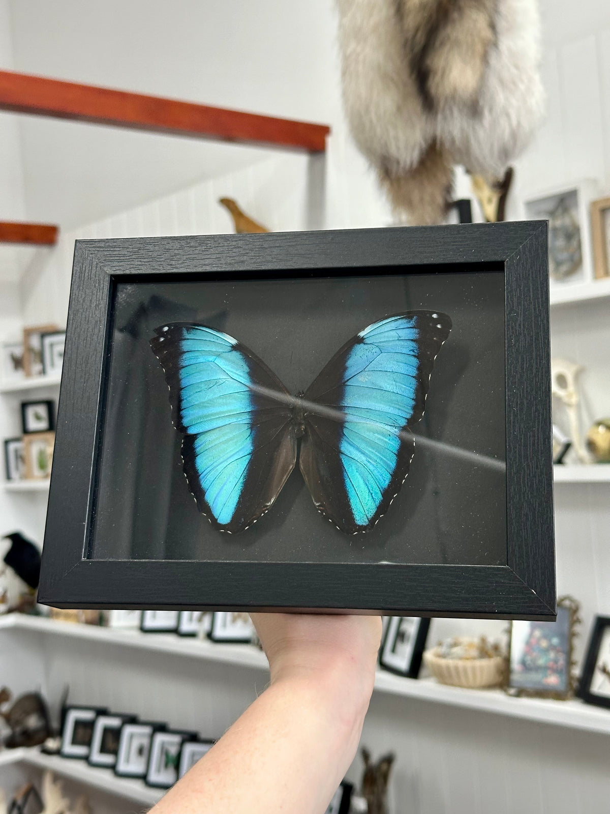 Blue Morpho Deidamia Butterfly in a frame | Black | Chipped Wing