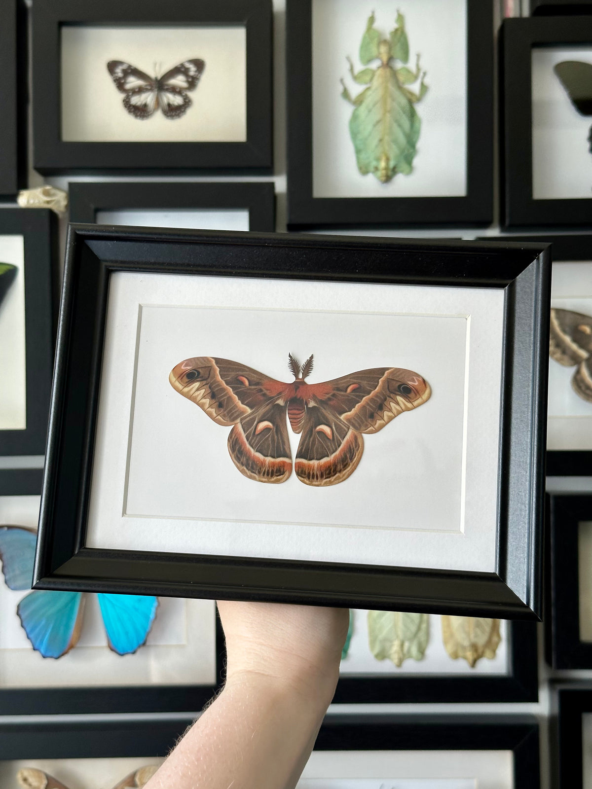 Smaller Cecropia Moth | VEGAN Paper Specimen *NOT REAL*