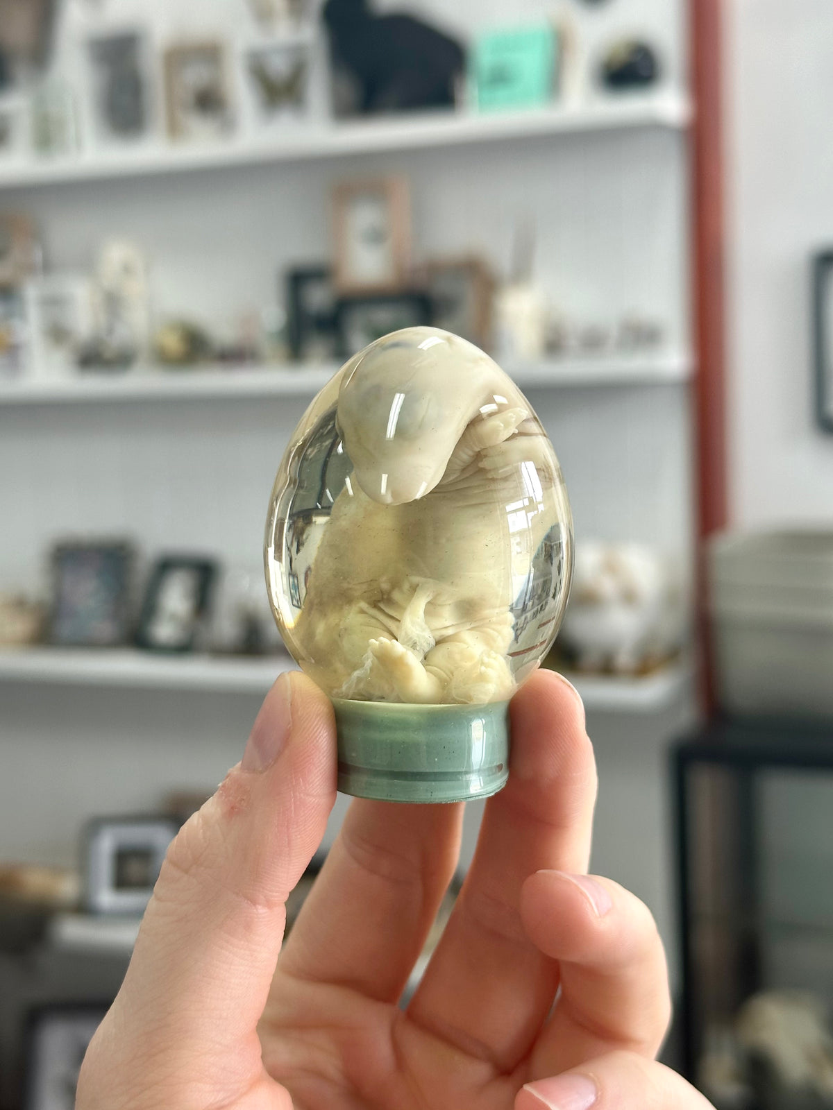 Wet Specimen Rabbit Kit Egg | Partially Utero Mummified