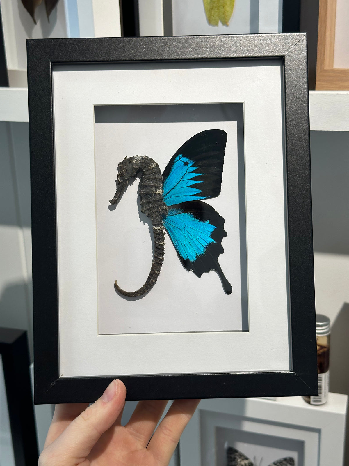 Seahorse ‘Fairy’ | Papilio Ulysses