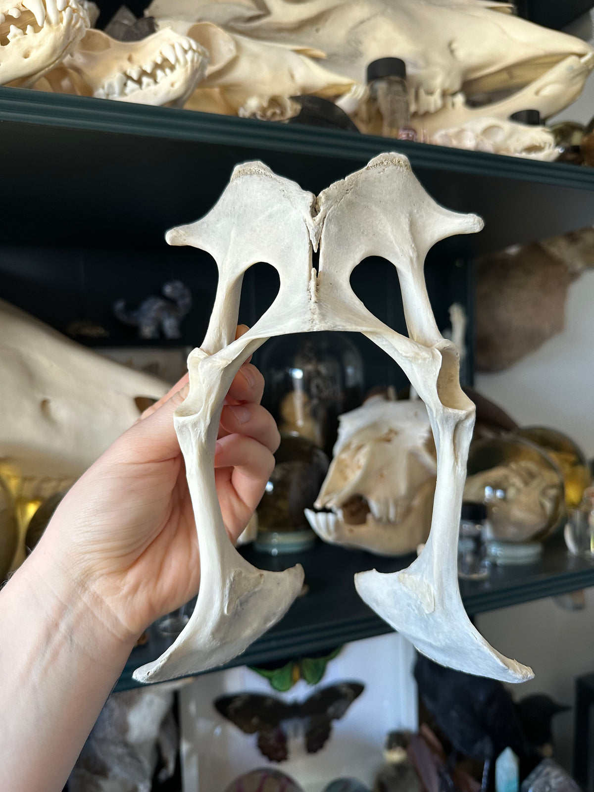 Complete Goat Pelvis Bone