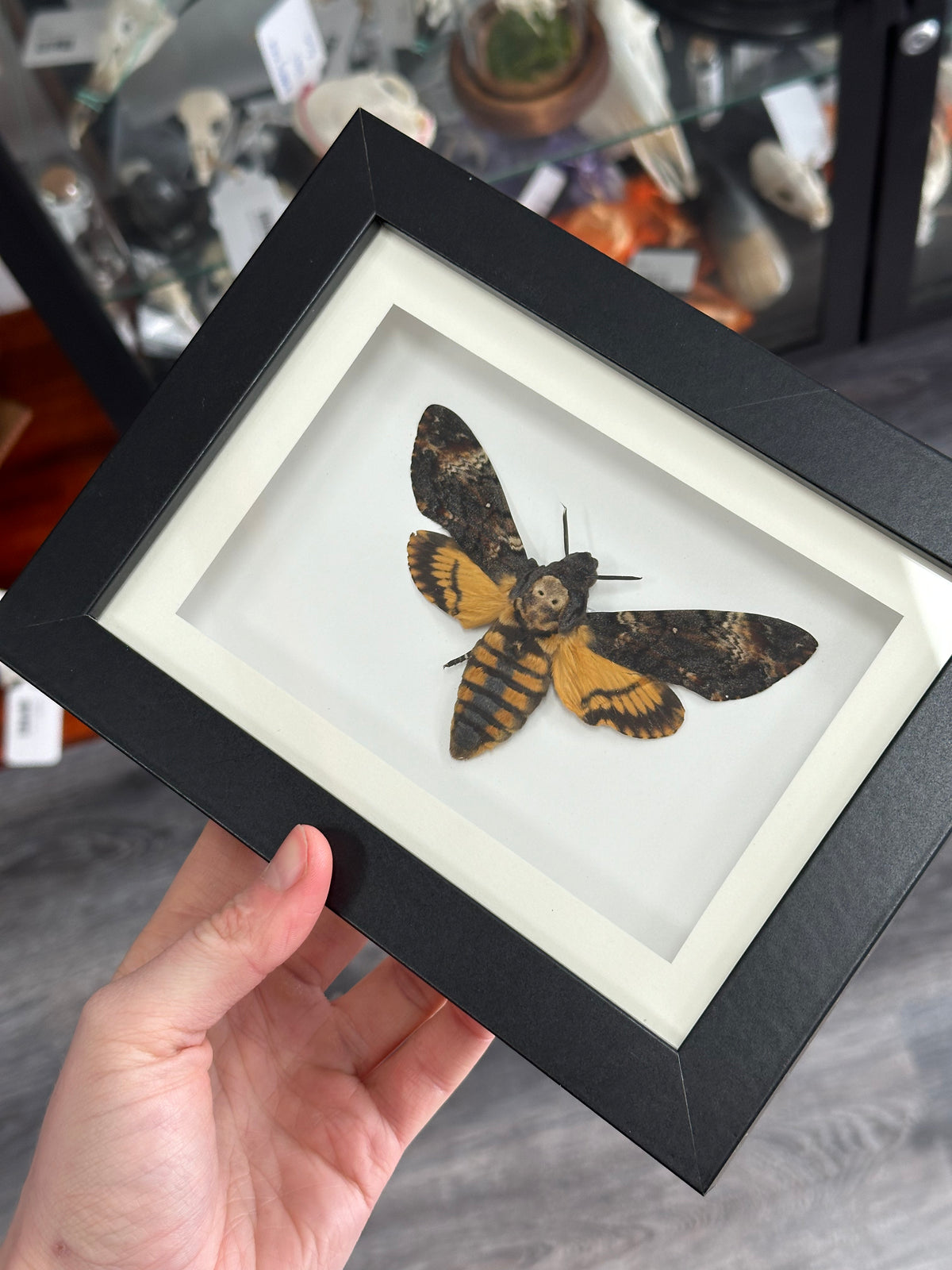 Death Head Moth / Acherontia Atropos in a frame | ON HOLD FOR LEAH