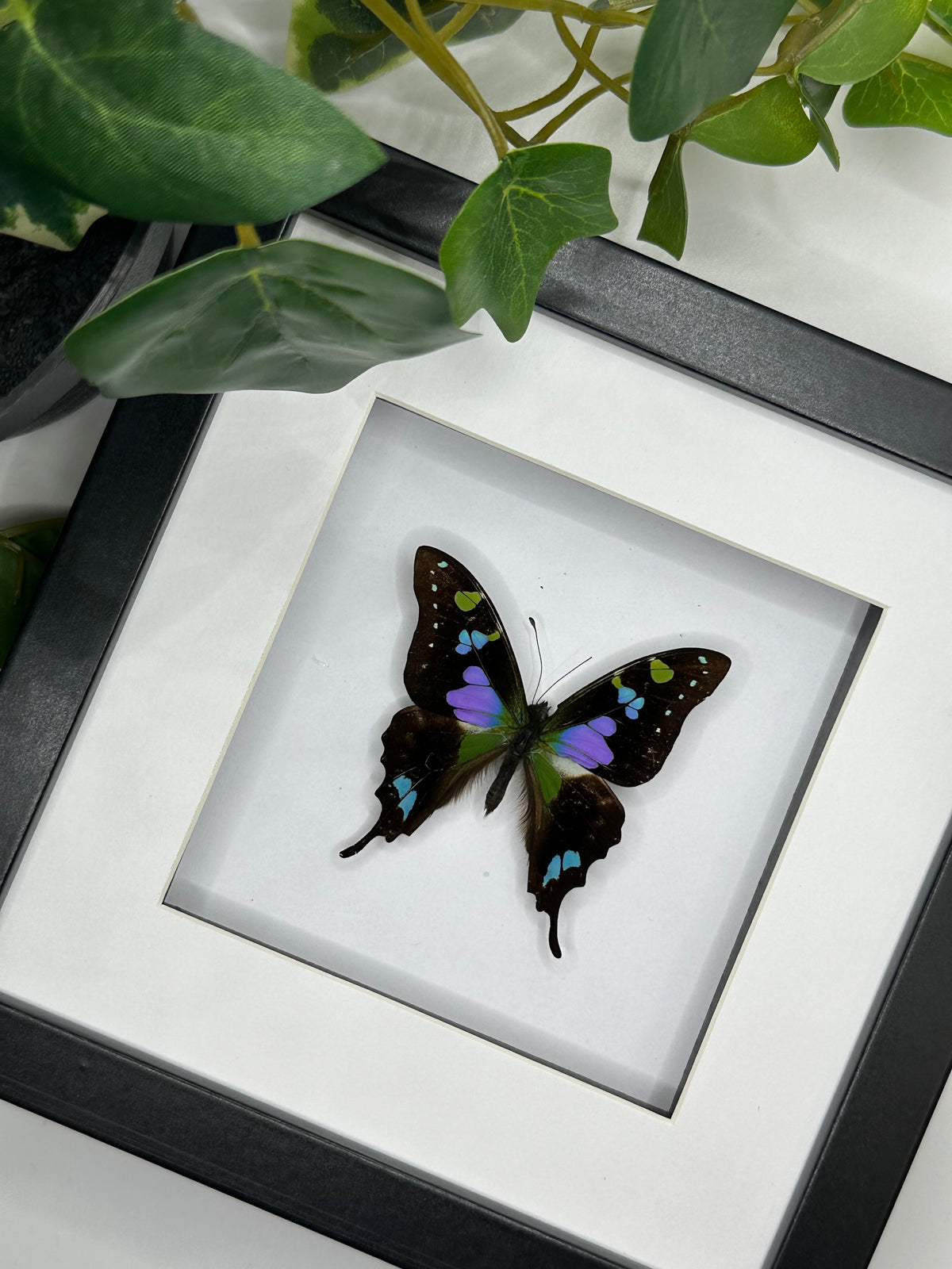 Purple Spotted Swallowtail / Graphium Weiskei in a frame