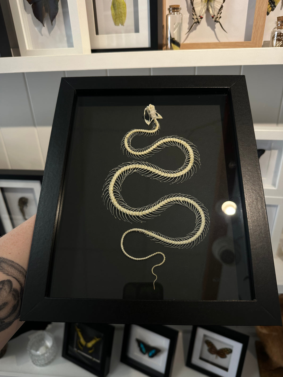 Snake Skeleton / White-Lipped Pit Viper in a frame #1