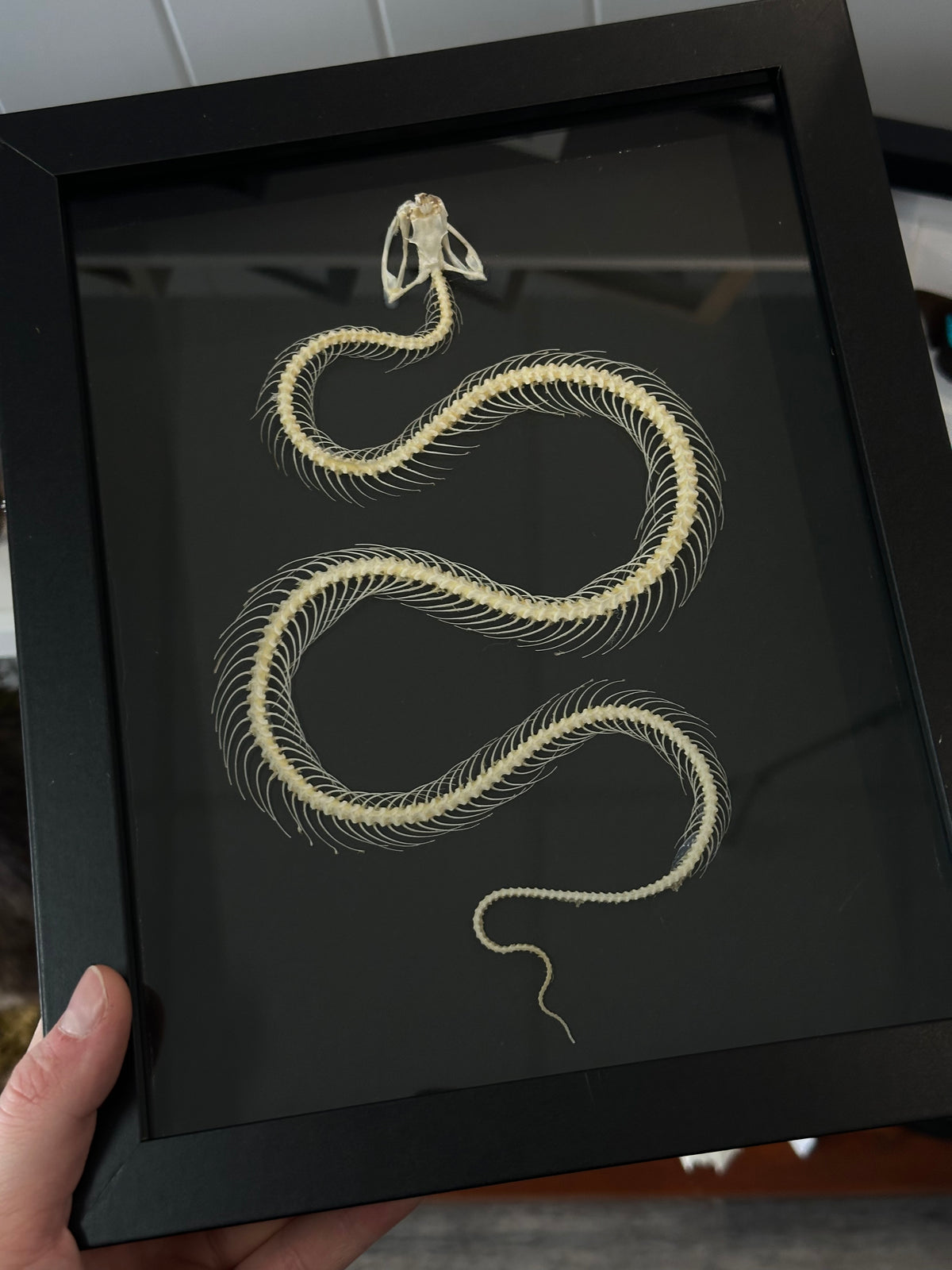 Snake Skeleton / White-Lipped Pit Viper in a frame #3