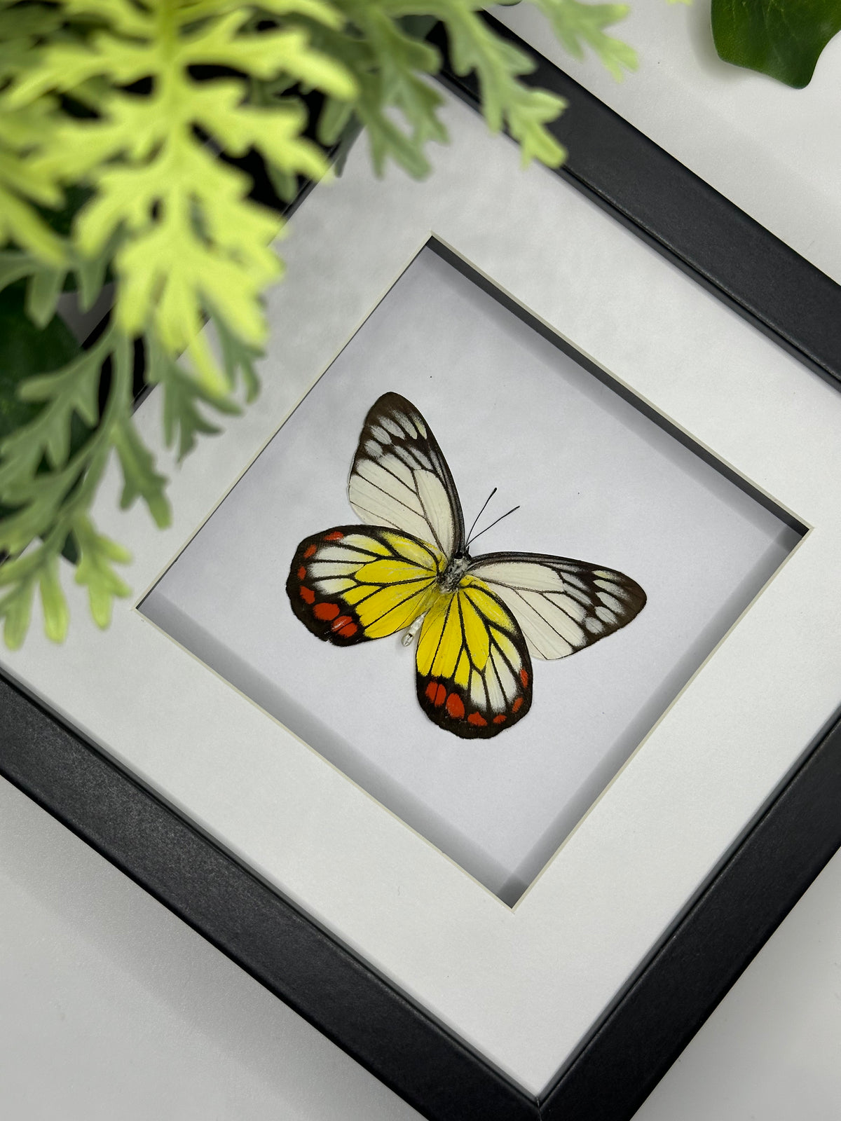 Painted Jezebel Butterfly / Delias Hyparete Luzonensis in a frame