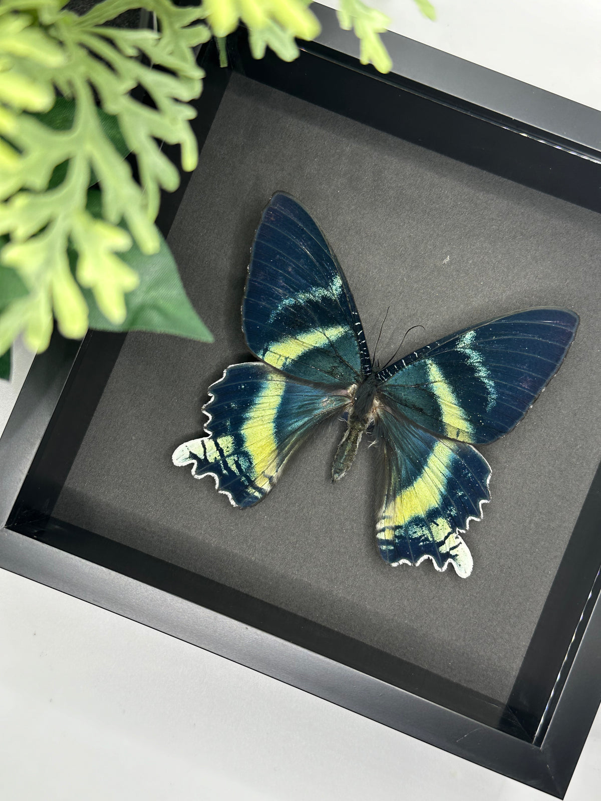Alcides Orontes Moth in a frame | Black