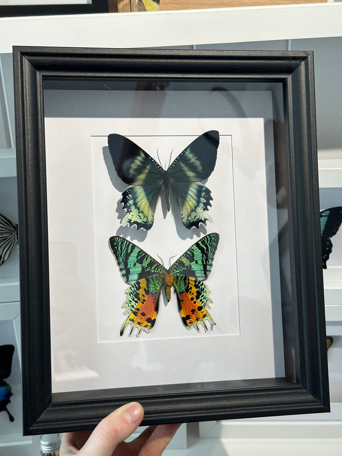 Day-Flying Moth Duo frame