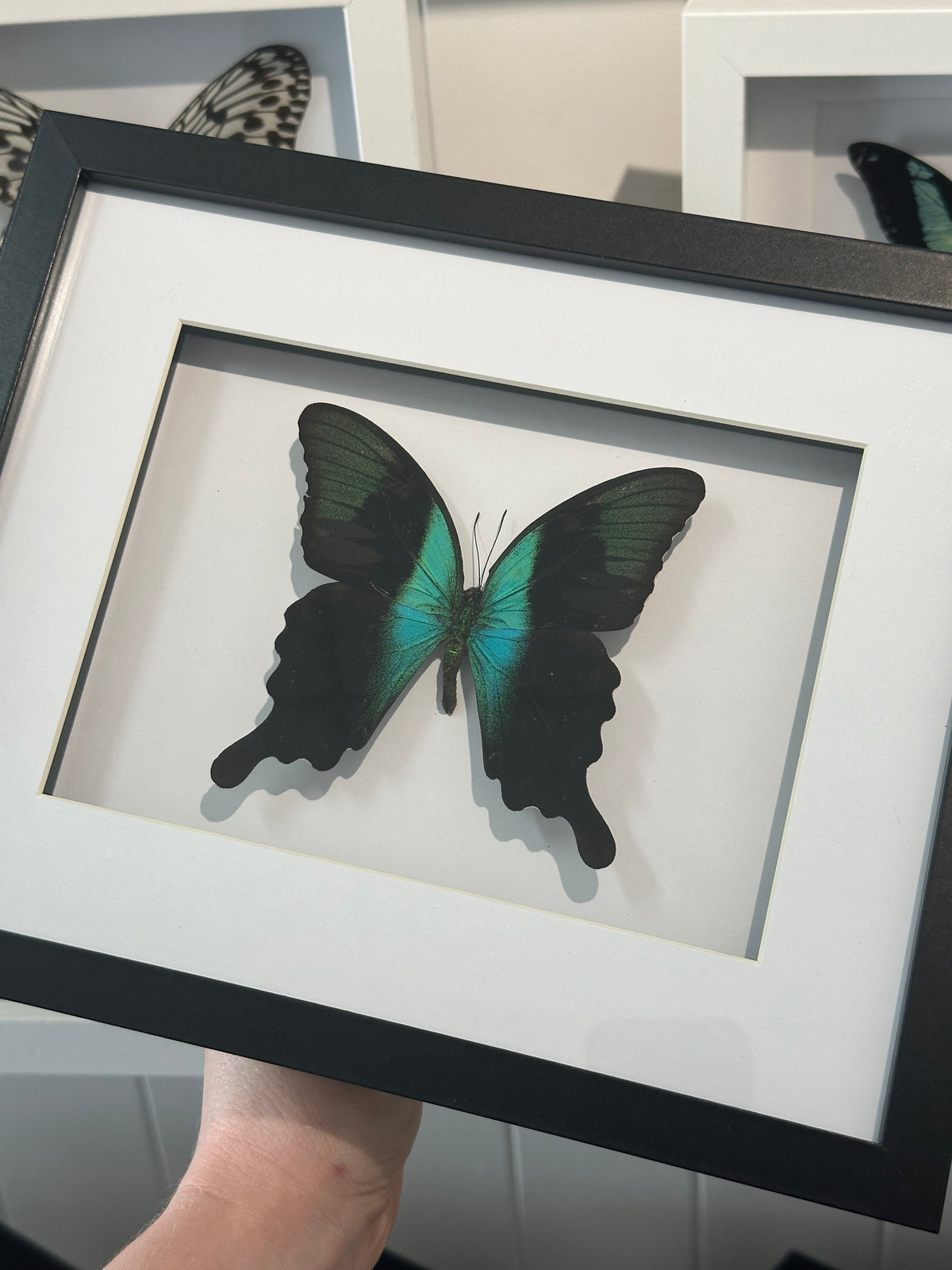 Papilio Peranthus Butterfly in a large frame