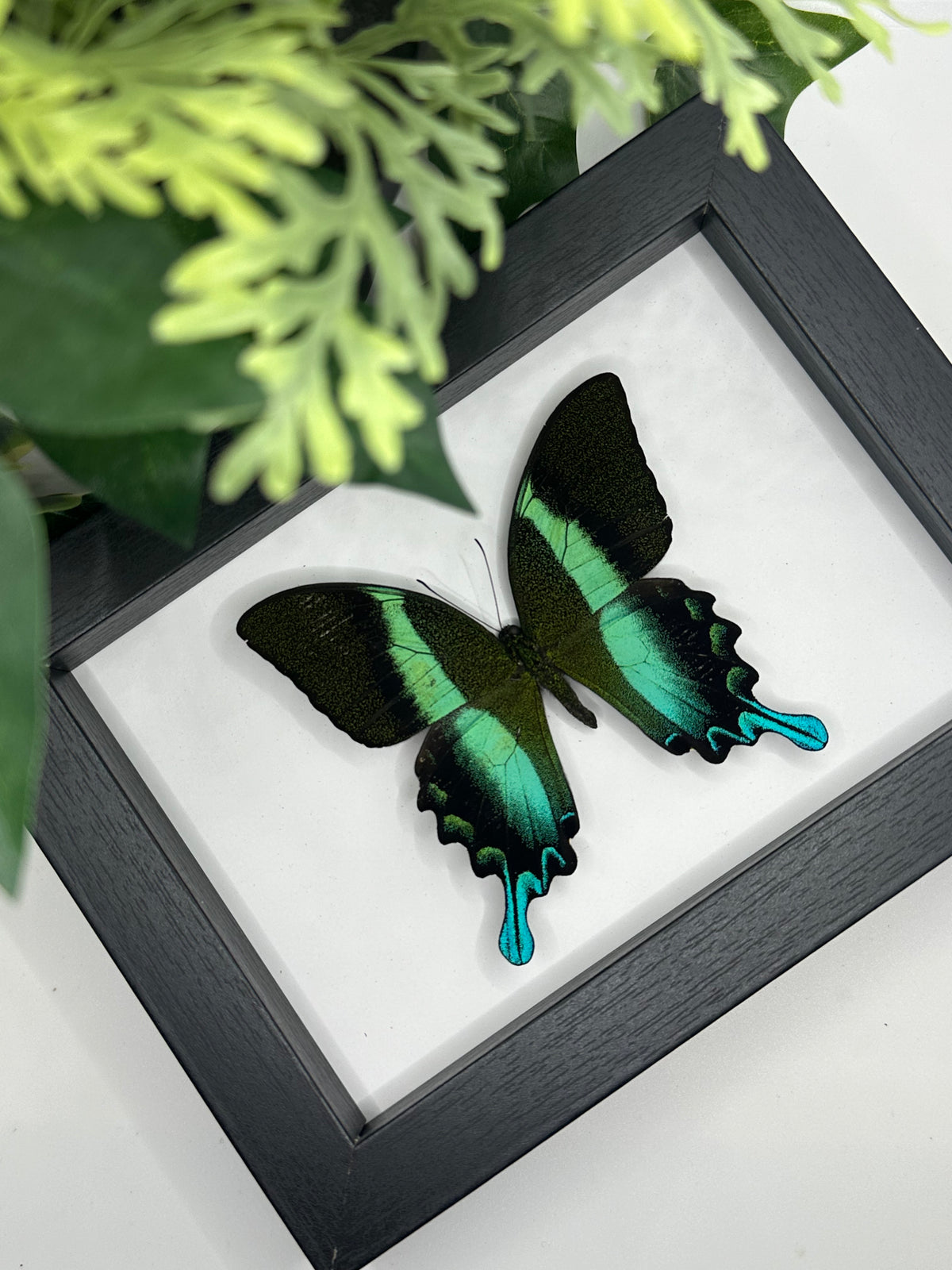 Green Swallowtail / Papilio Blumei in a frame