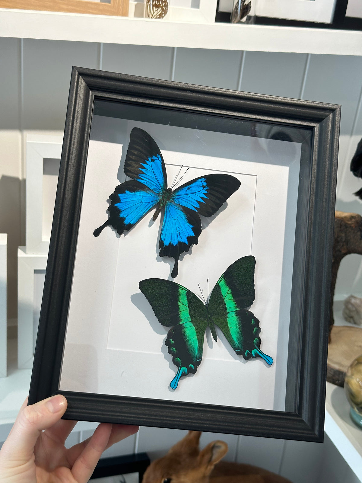 Papilio Ulysses & Papilio Blumei Duo Butterfly frame