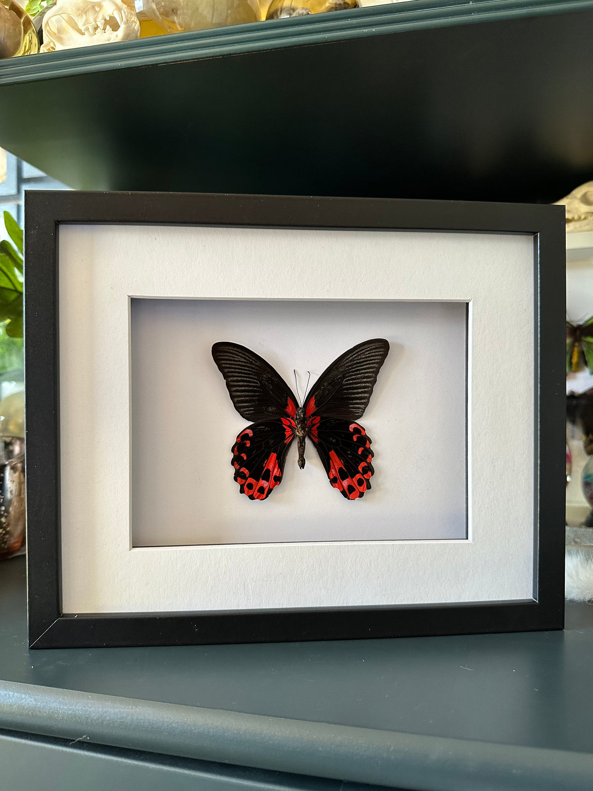 Scarlet Mormon / Papilio Rumanzovia in a larger frame | Male