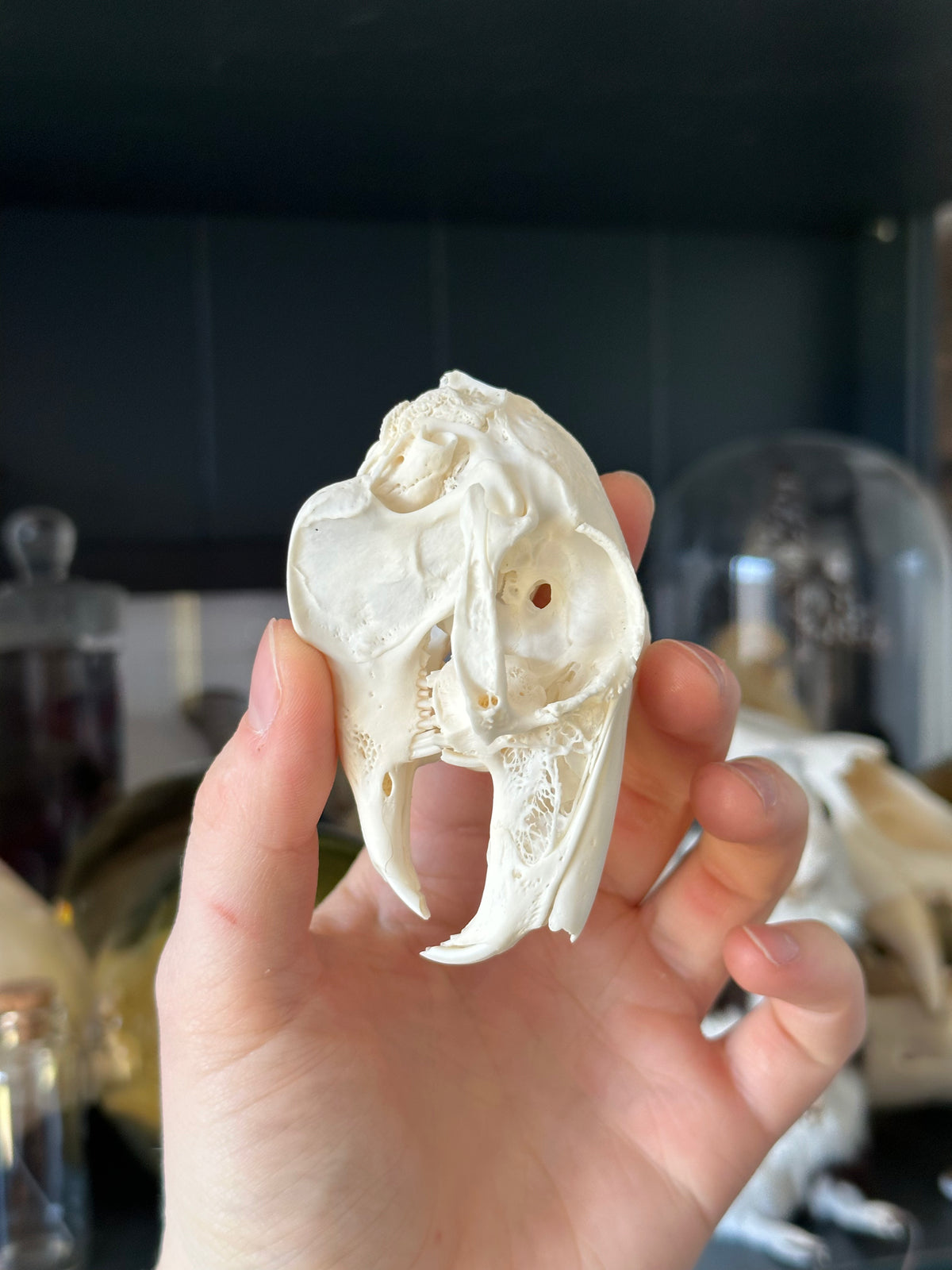Rabbit Skull